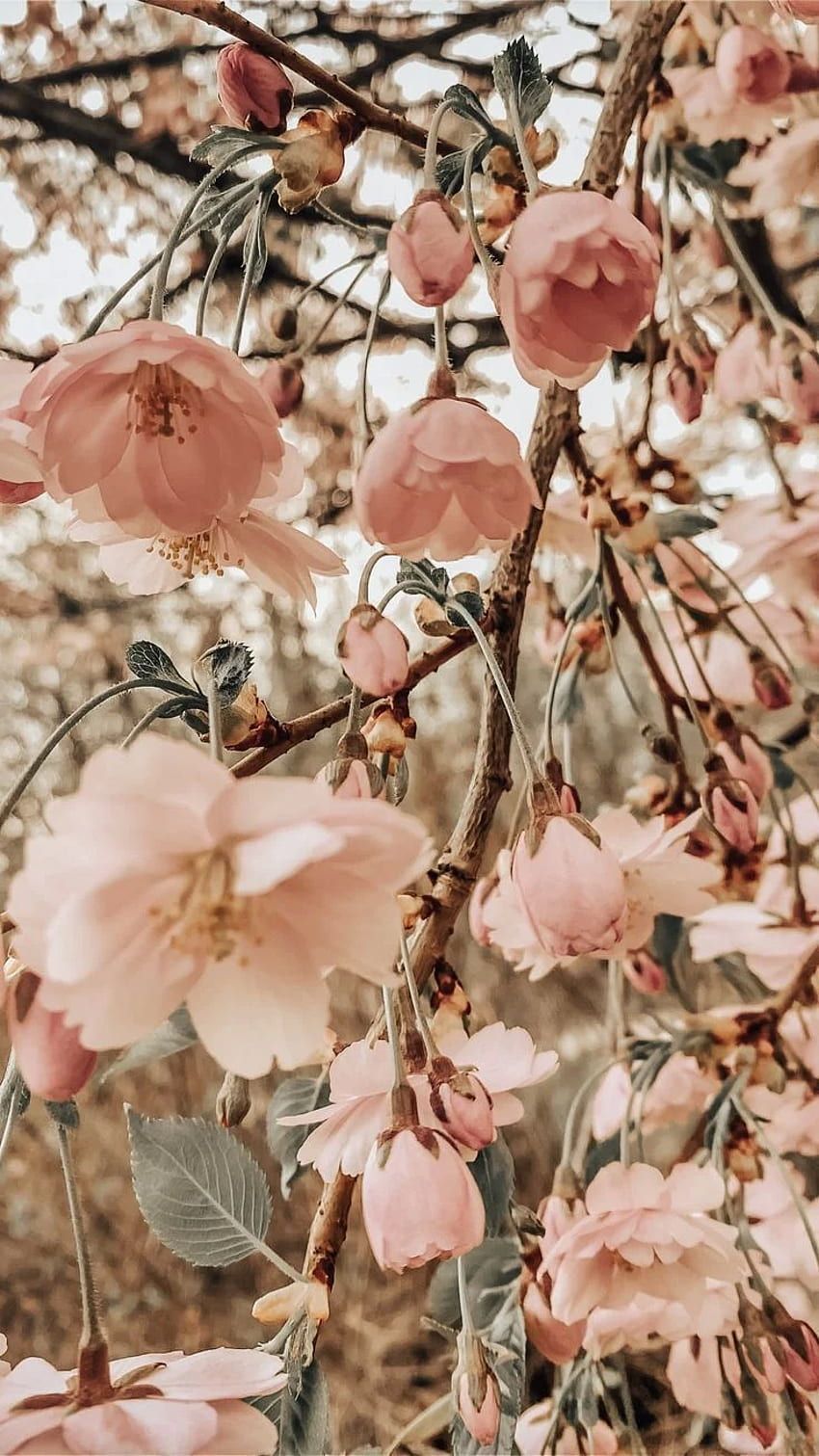 Apfelblüte, Blühende Zweige, Rosa Blüten, Nahaufnahme, Vintage-Look, HD, iPhone-Hintergrundbild