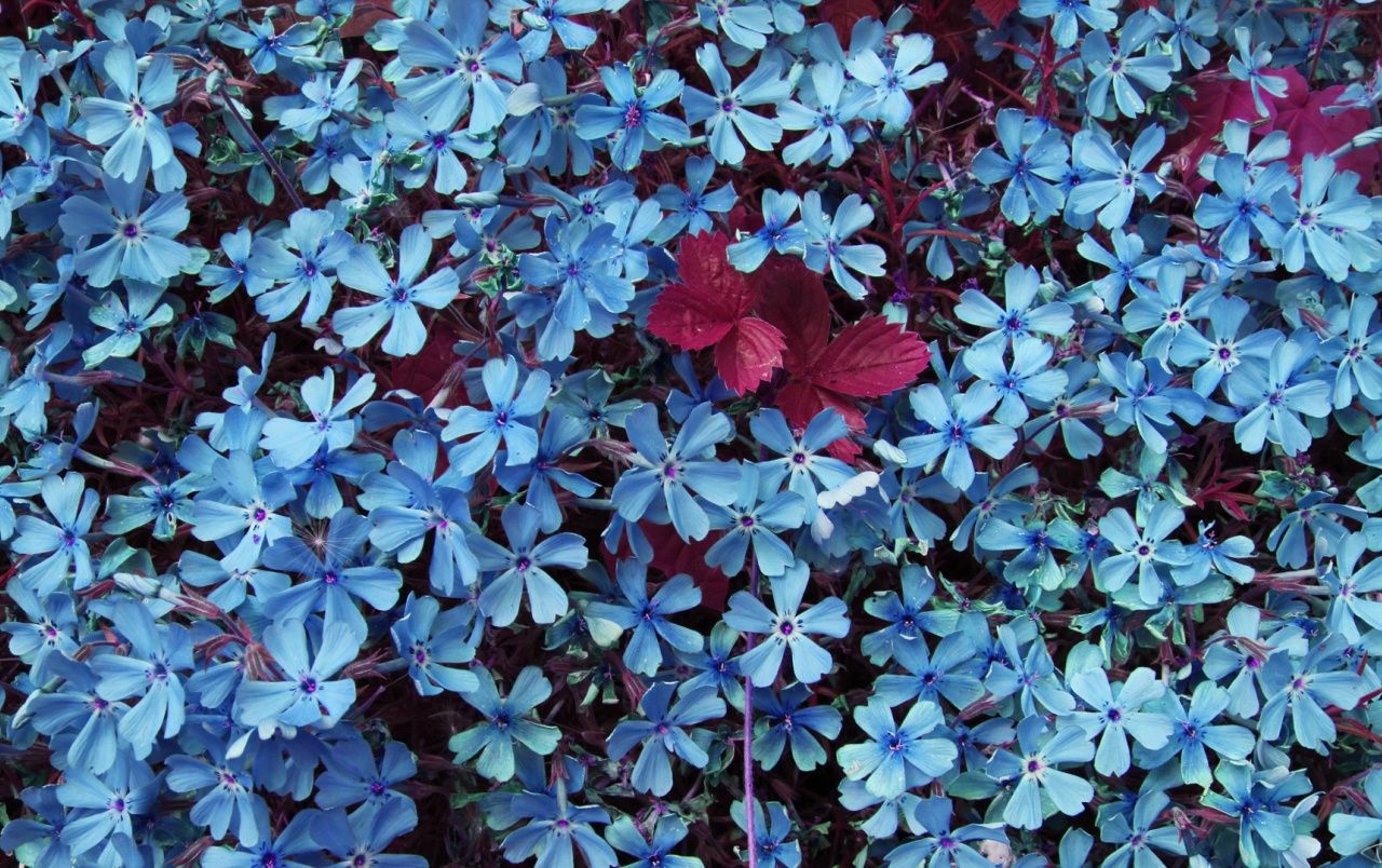 Bleiwurz, Blaue Blüten, Blütenmeer, Muster, Blau, HD, Hintergrundbild für den PC
