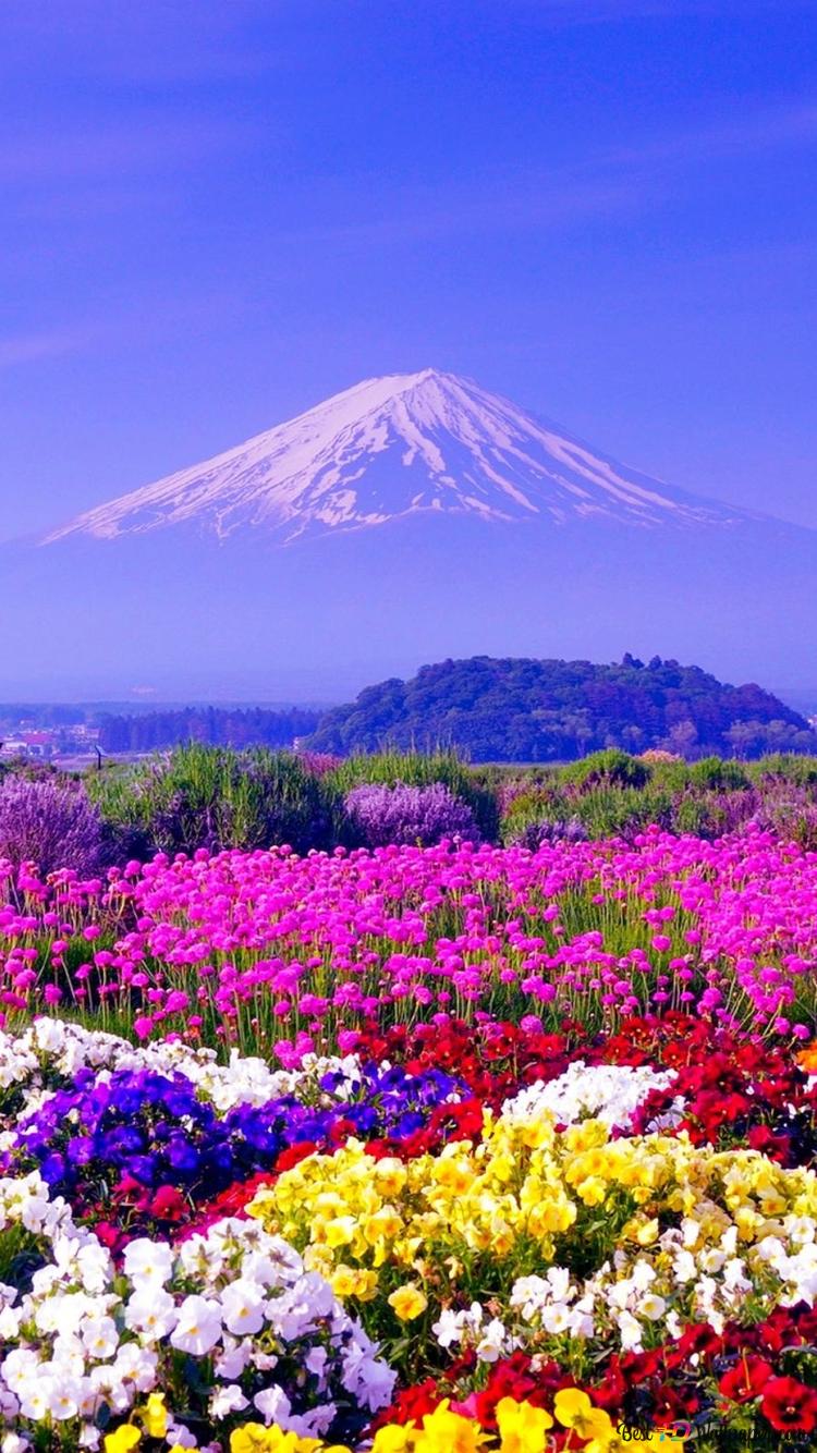 Fuji, Japan, Blumenfeld, Bunte Blüten, Blauer Himmel, Frühling, 750x1334, Handy-Hintergrund