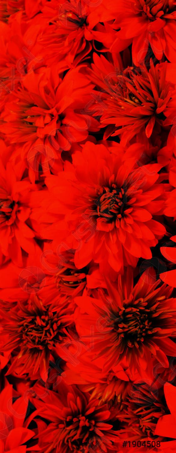 Rote Blüten, Dahlien, Rot, Blumenmeer, Leuchtende Farben, Hintergrundbild fürs Handy