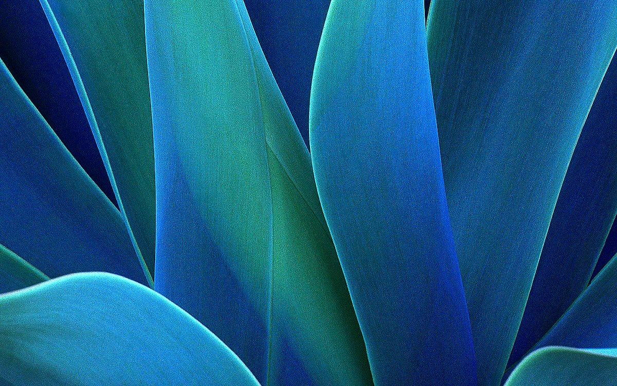 Agave, Blaugrüne Blätter, Sukkulente, Nahaufnahme, Abstrakt, Hintergrund