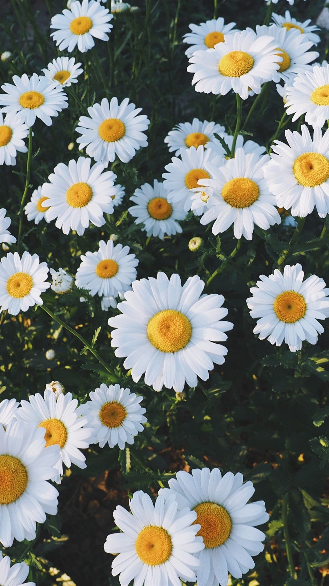 Gänseblümchen, Margeriten, Weiße Blüten, Wiese, Sommer, Full HD, Hintergrundbild fürs Handy
