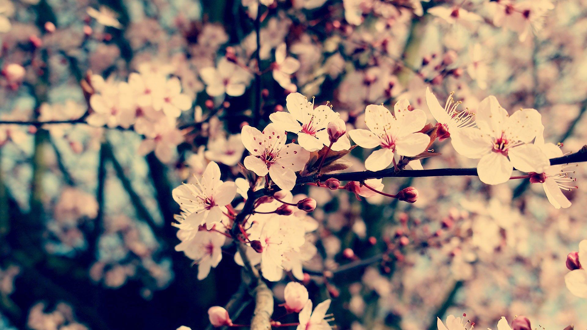 Kirschblüten, Zweig, Vintage, Frühling, Nahaufnahme, 16:9, Full-HD-Hintergrundbild für den Desktop