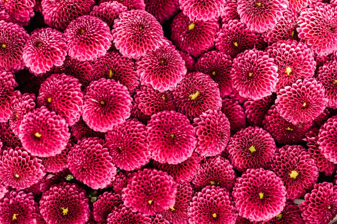 Dahlien, Pompon-Dahlien, Pink, Blütenmeer, Muster, Hintergrundbild
