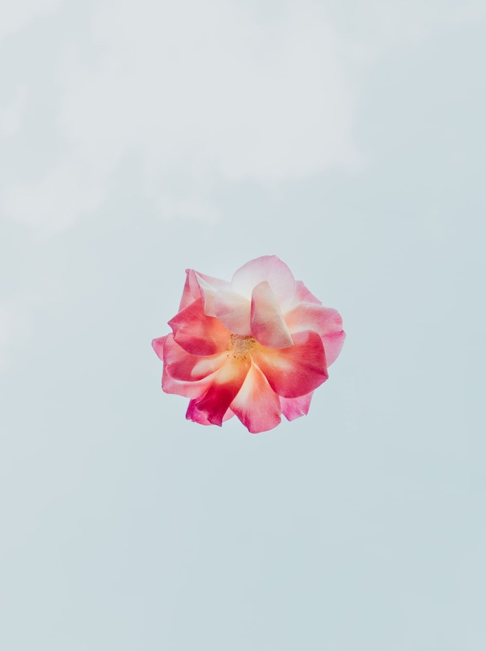 Rose, Schwebende Blüte, Hellblauer Himmel, Minimalismus, Rosa, HD, Tablet-Hintergrund