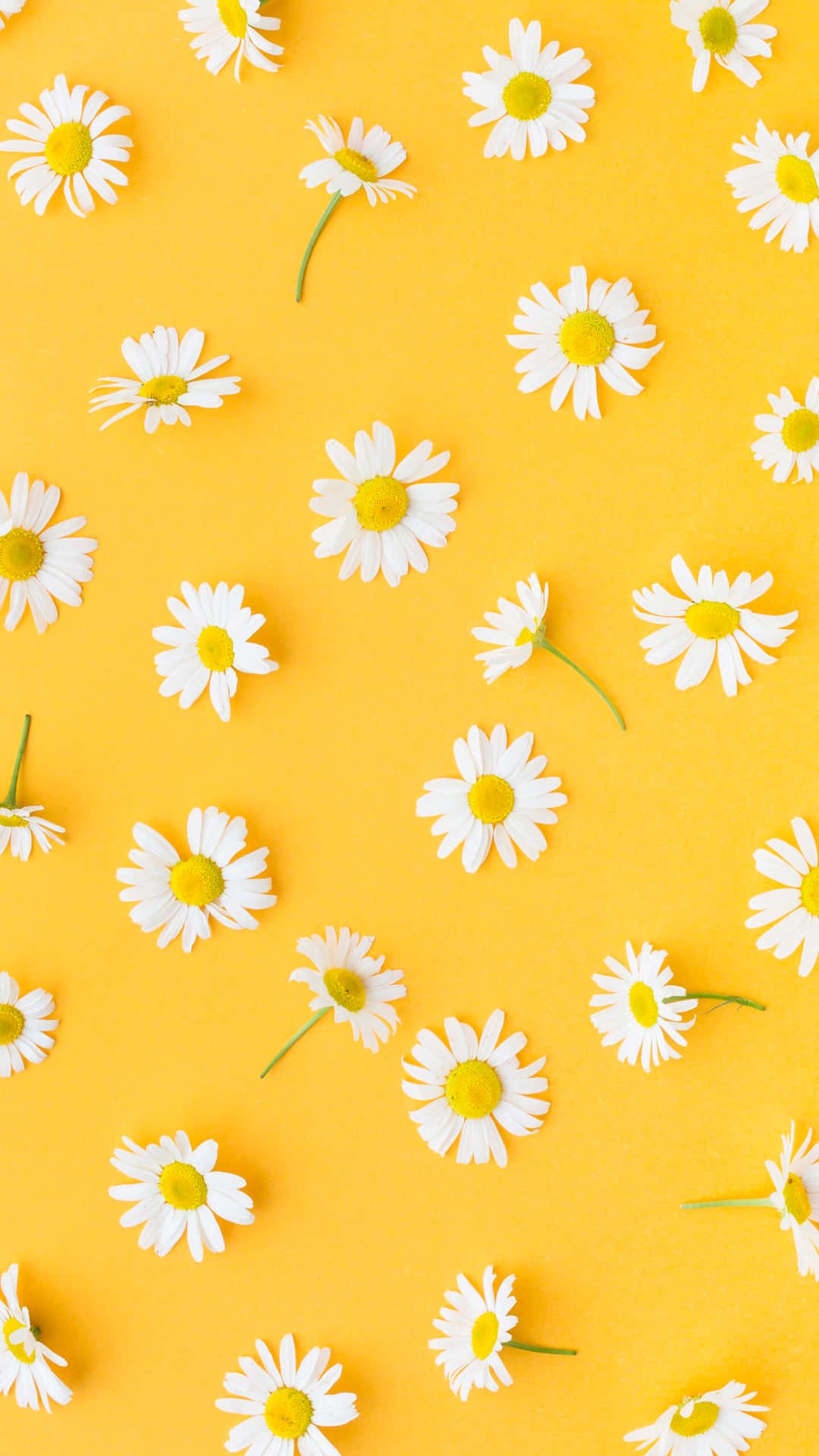 Gänseblümchen, Blumenmuster, Gelber Hintergrund, Kamille, Flatlay, Sperrbildschirm fürs iPhone
