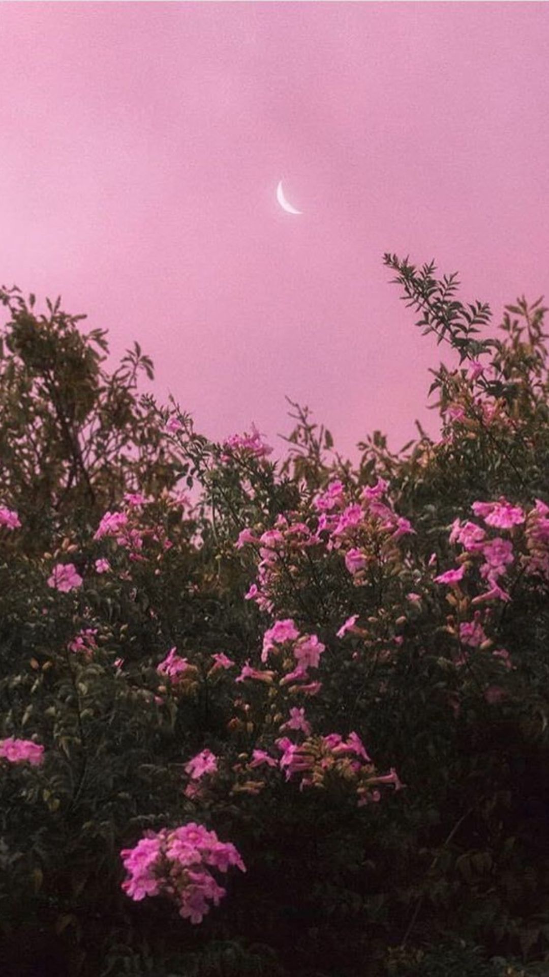Blühende Büsche, Rosa Himmel, Mondsichel, Dämmerung, Natur, Full HD, Handy-Hintergrund