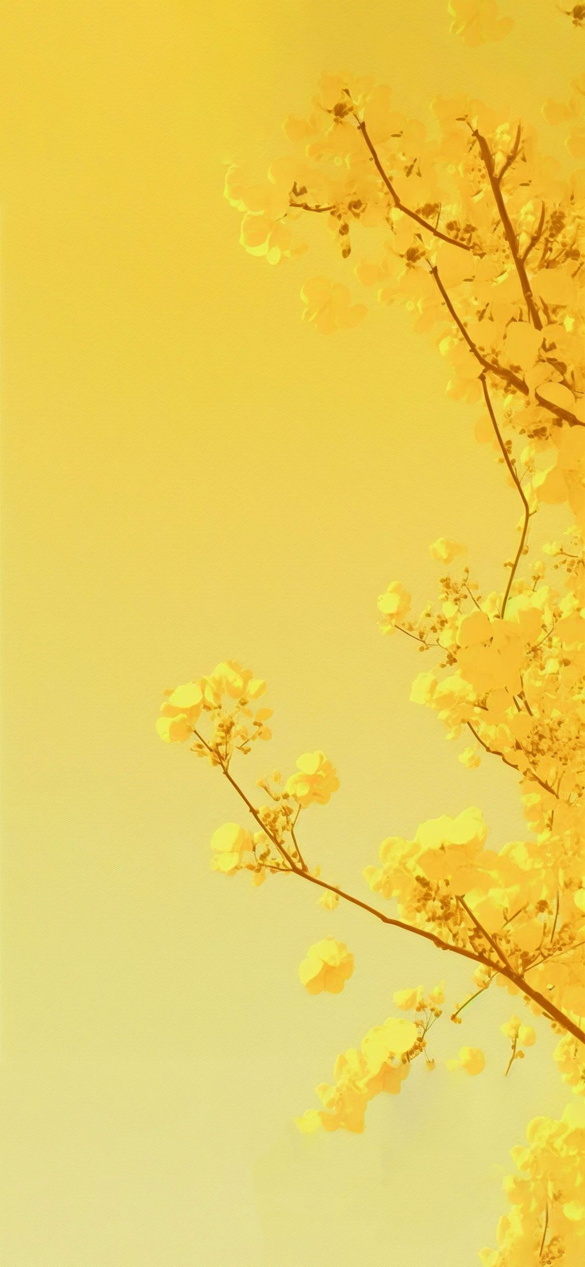 Zweige, Gelbe Blüten, Frühling, Pastellgelb, Natur, Full HD, Sperrbildschirm fürs iPhone