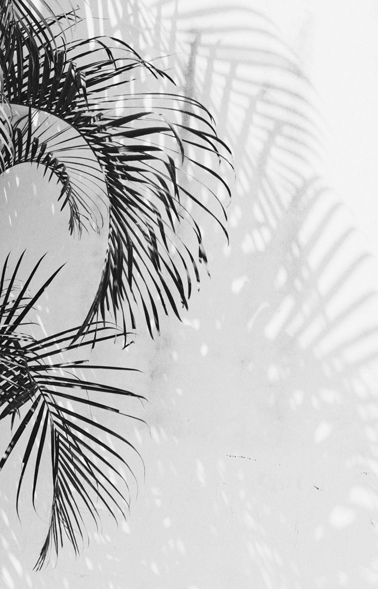 Palmblätter, Schatten, Weißer Hintergrund, Schwarzweiß, Minimalistisch, Sperrbildschirm fürs iPhone