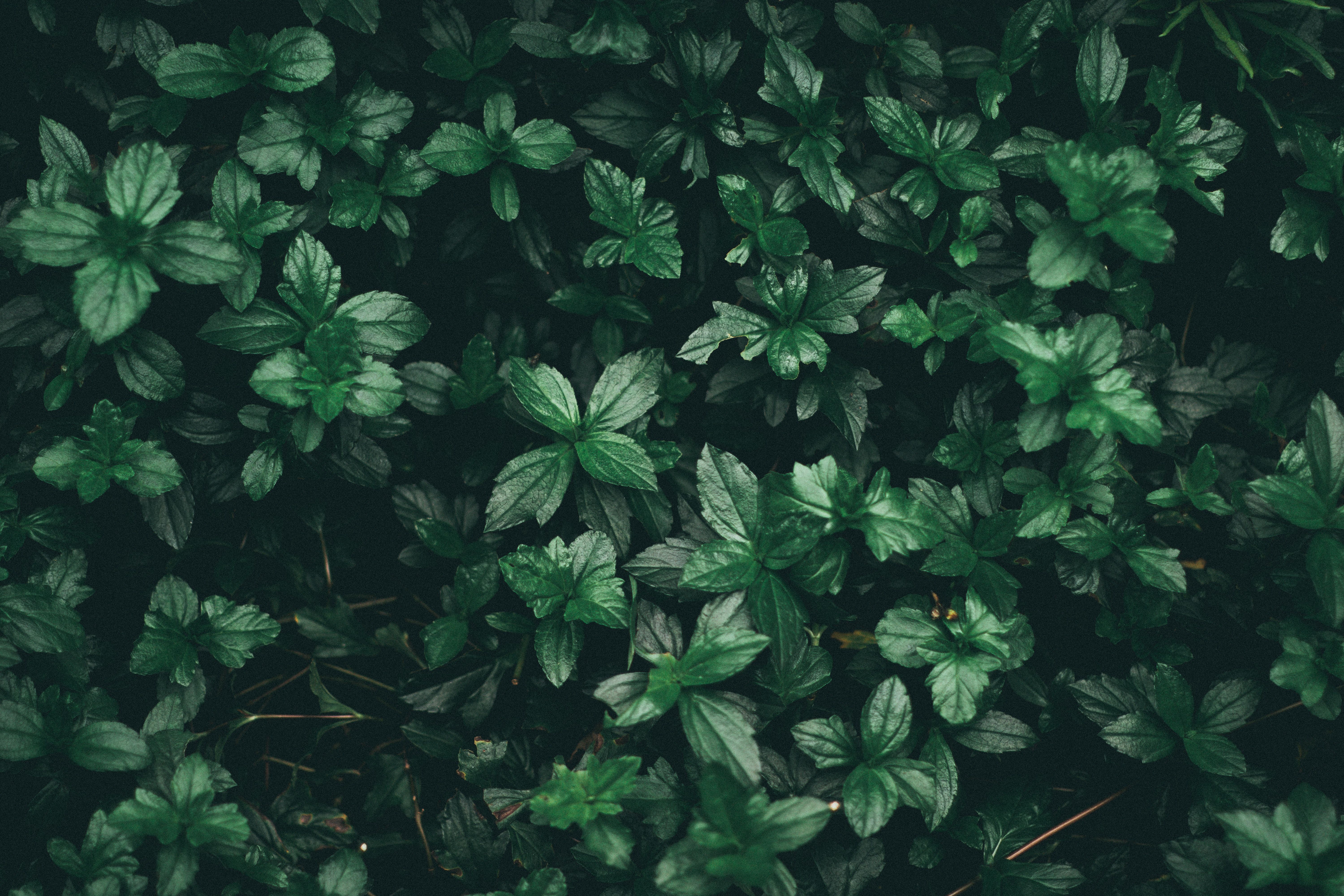 Blätter, Pflanzen, Dunkelgrün, Draufsicht, Natur, 6K, Desktop-Hintergrund für Windows