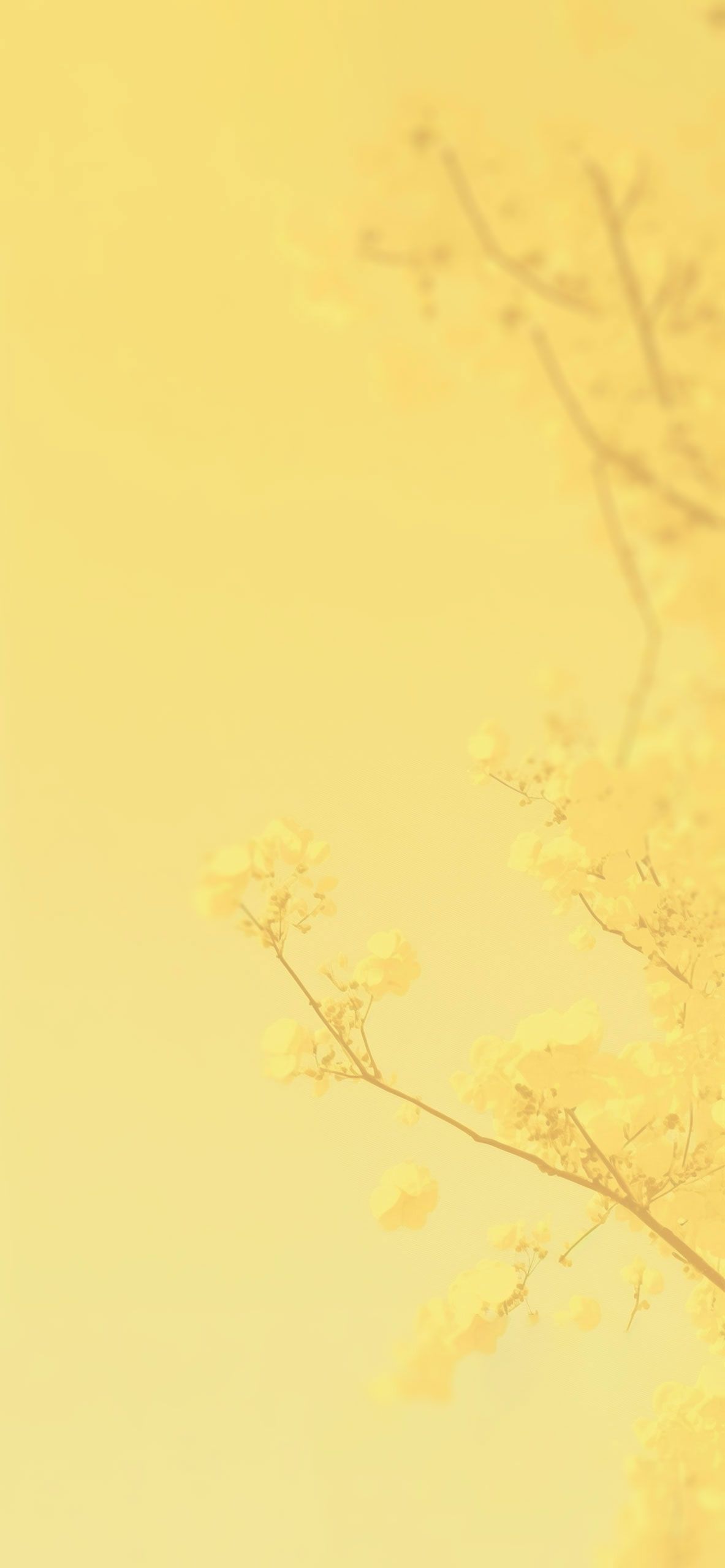 Zweige, Blüten, Pastellgelb, Sanft, Frühling, Full HD, Sperrbildschirm fürs iPhone