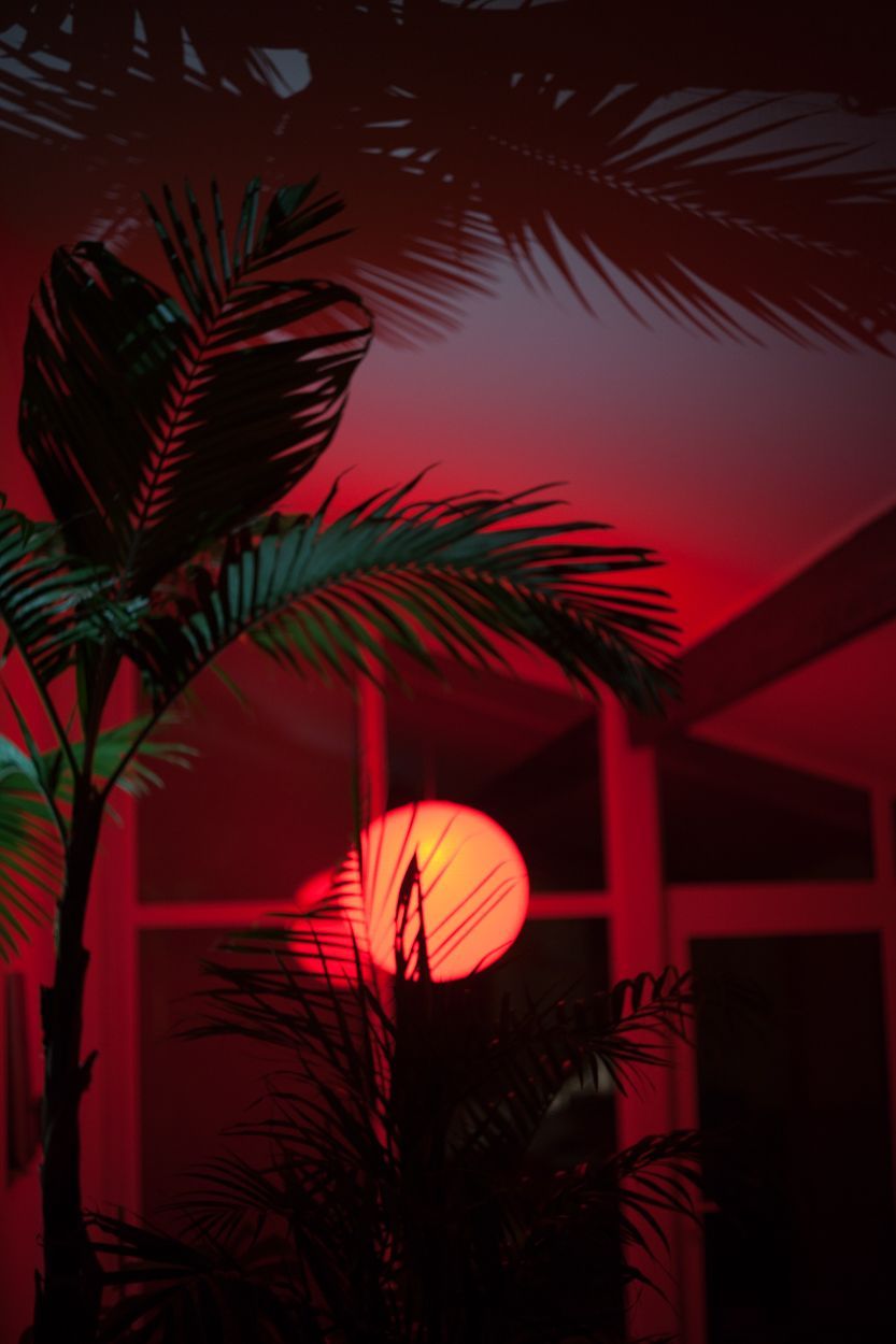 Rote Sonne, Palmen, Sonnenuntergang, Rotes Licht, Hochformat, HD, Handy-Hintergrund