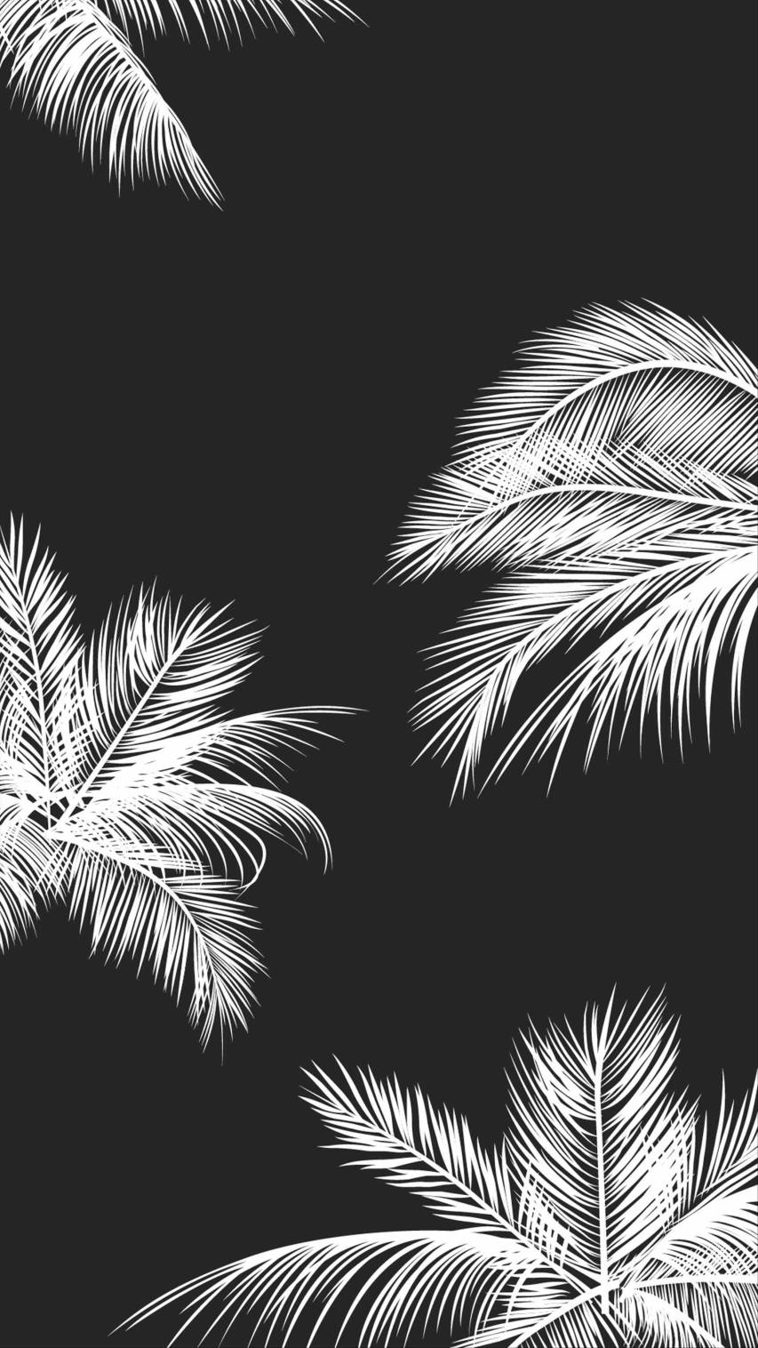 Palmblätter, Schwarz-Weiß, Kontrast, Tropisch, HD, Hintergrundbild fürs Handy
