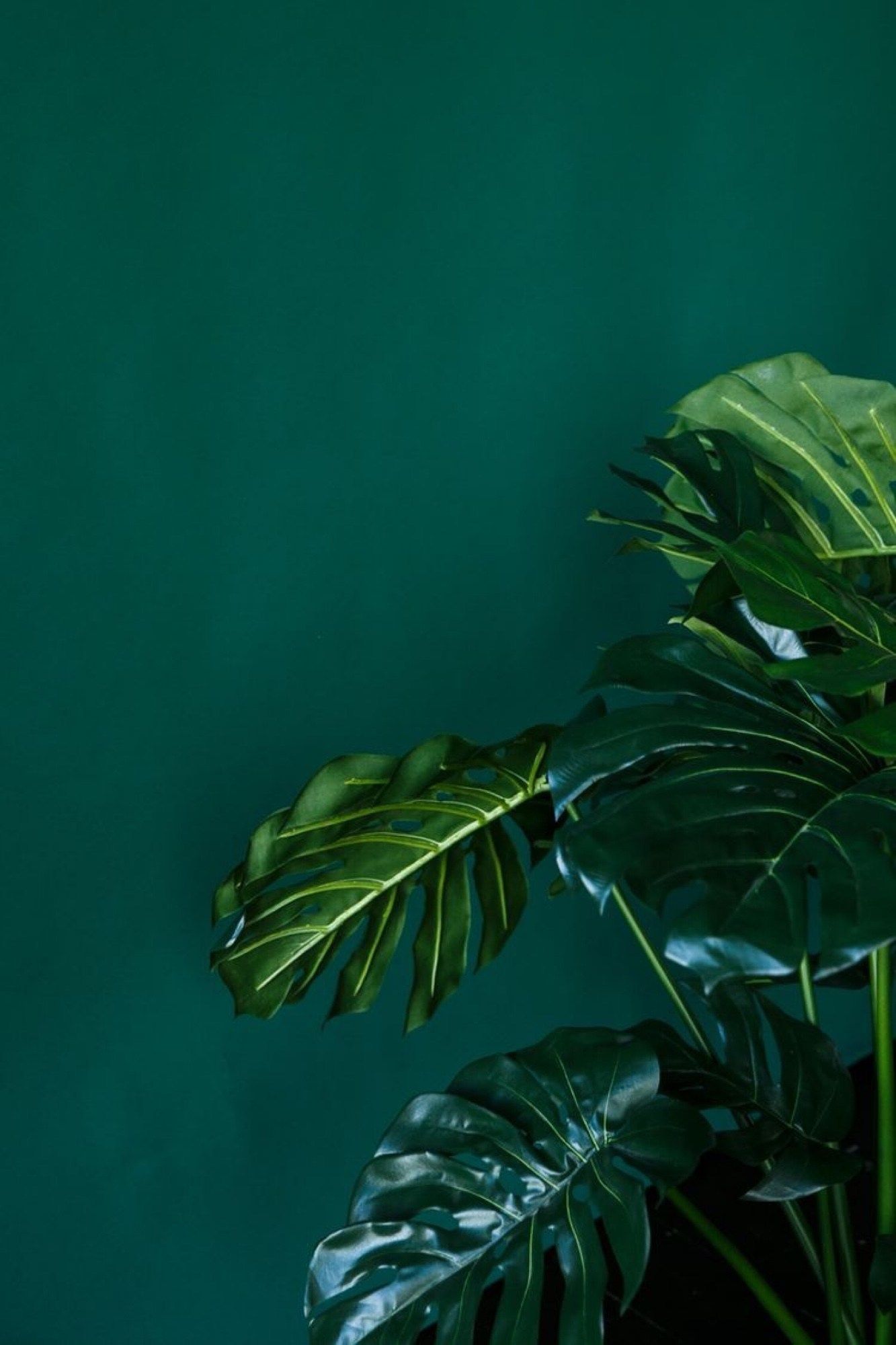 Monstera, Blätter, Dunkelgrün, Pflanze, Minimalistisch, Full HD, Handy-Hintergrund im Hochformat