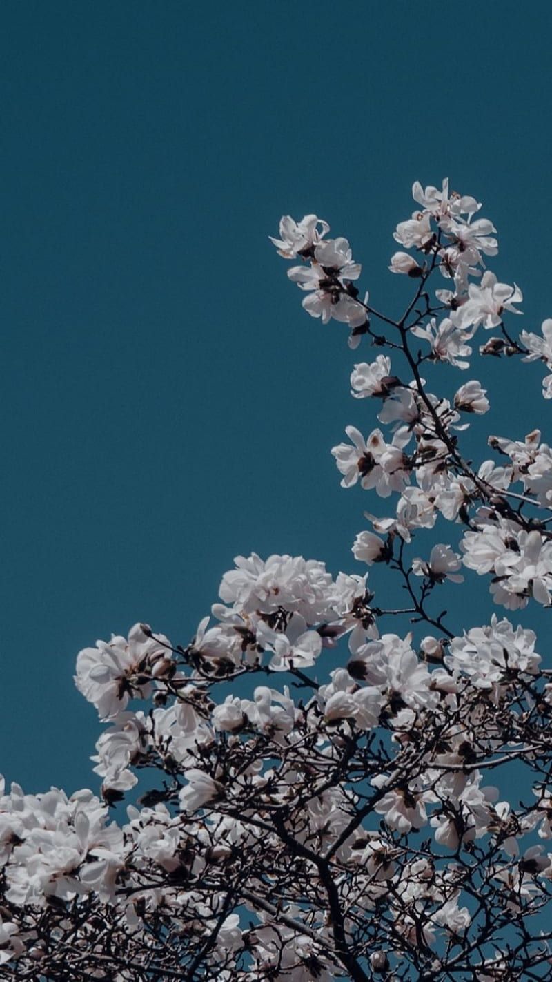 Kirschblüten, Zweige, Petrol Himmel, Frühling, Hochformat, Hintergrundbild fürs Smartphone