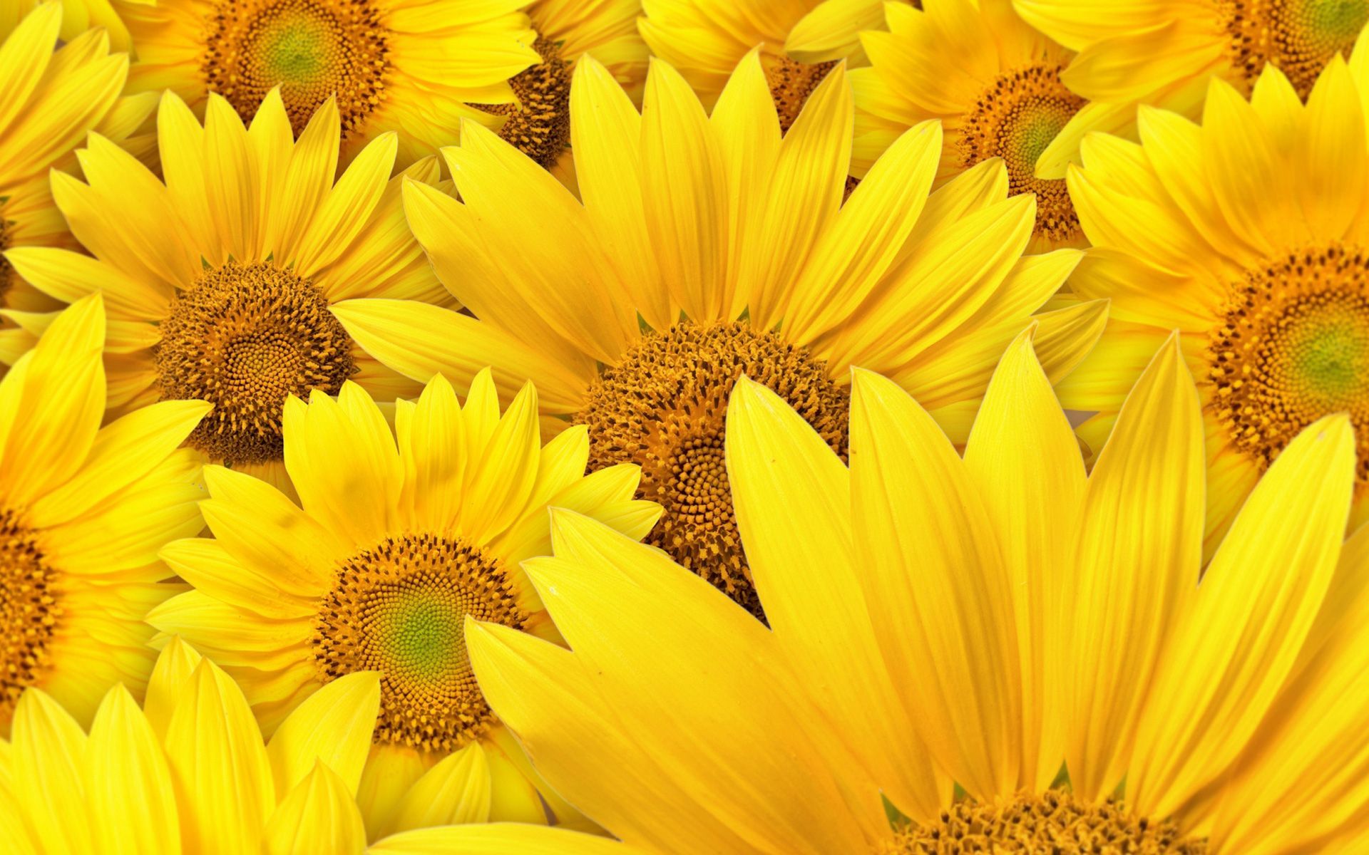 Sonnenblumen, Blüten, Nahaufnahme, Gelb, Blumenmeer, 16:10, Full-HD-Hintergrundbild für den Desktop
