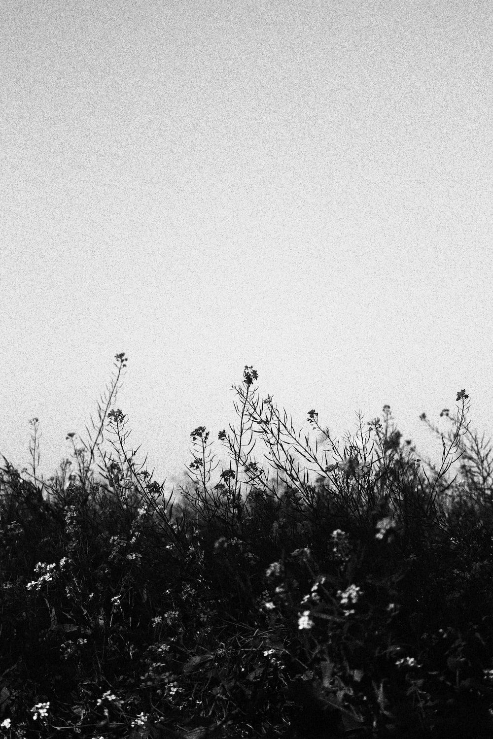 Wildblumen, Silhouette, Grauer Himmel, Schwarzweiß, Minimalistisch, HD, Handy-Hintergrund