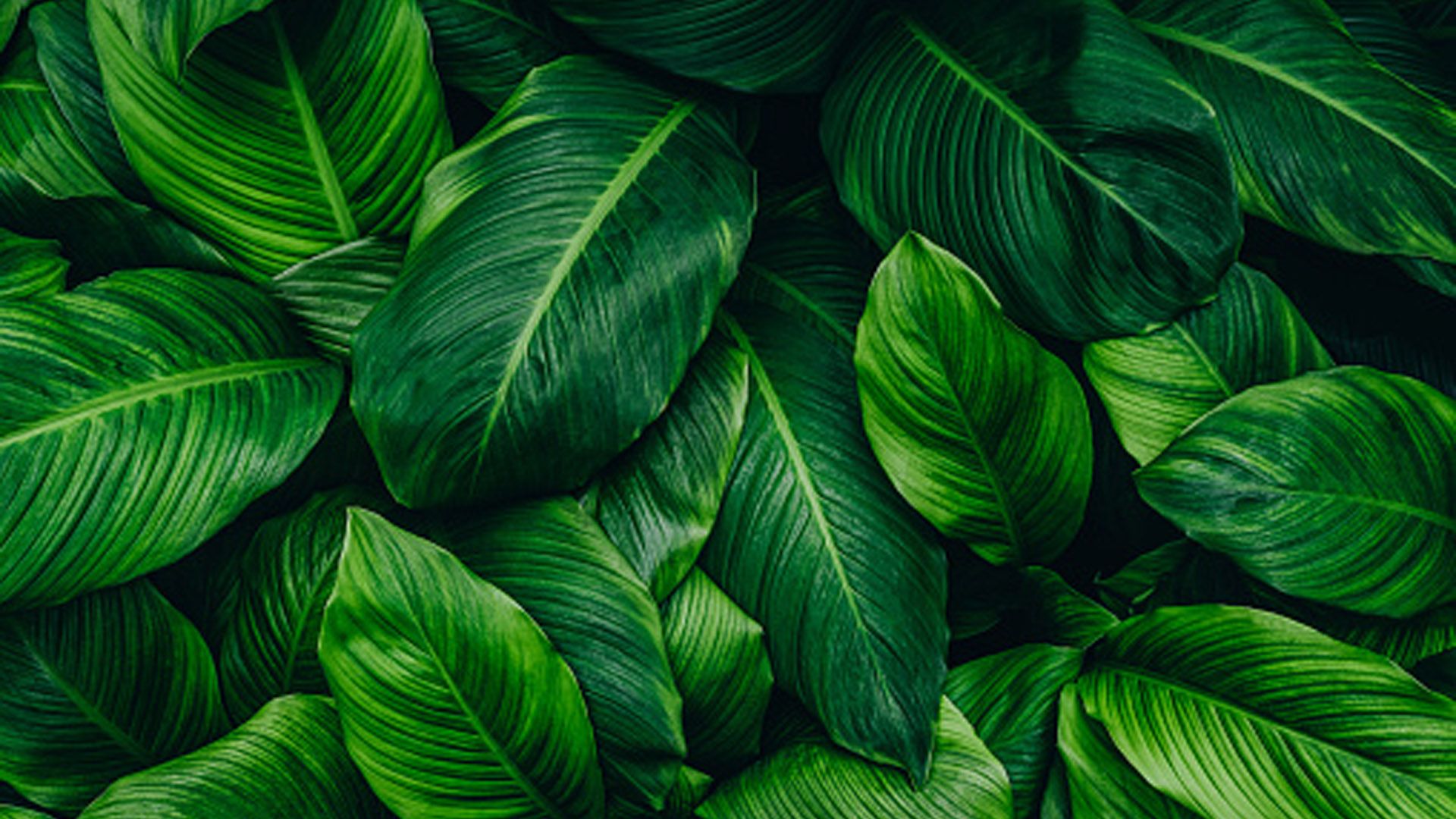 Blätter, Tropische Pflanzen, Dunkelgrün, Nahaufnahme, Natur, Full HD, Desktop-Hintergrund