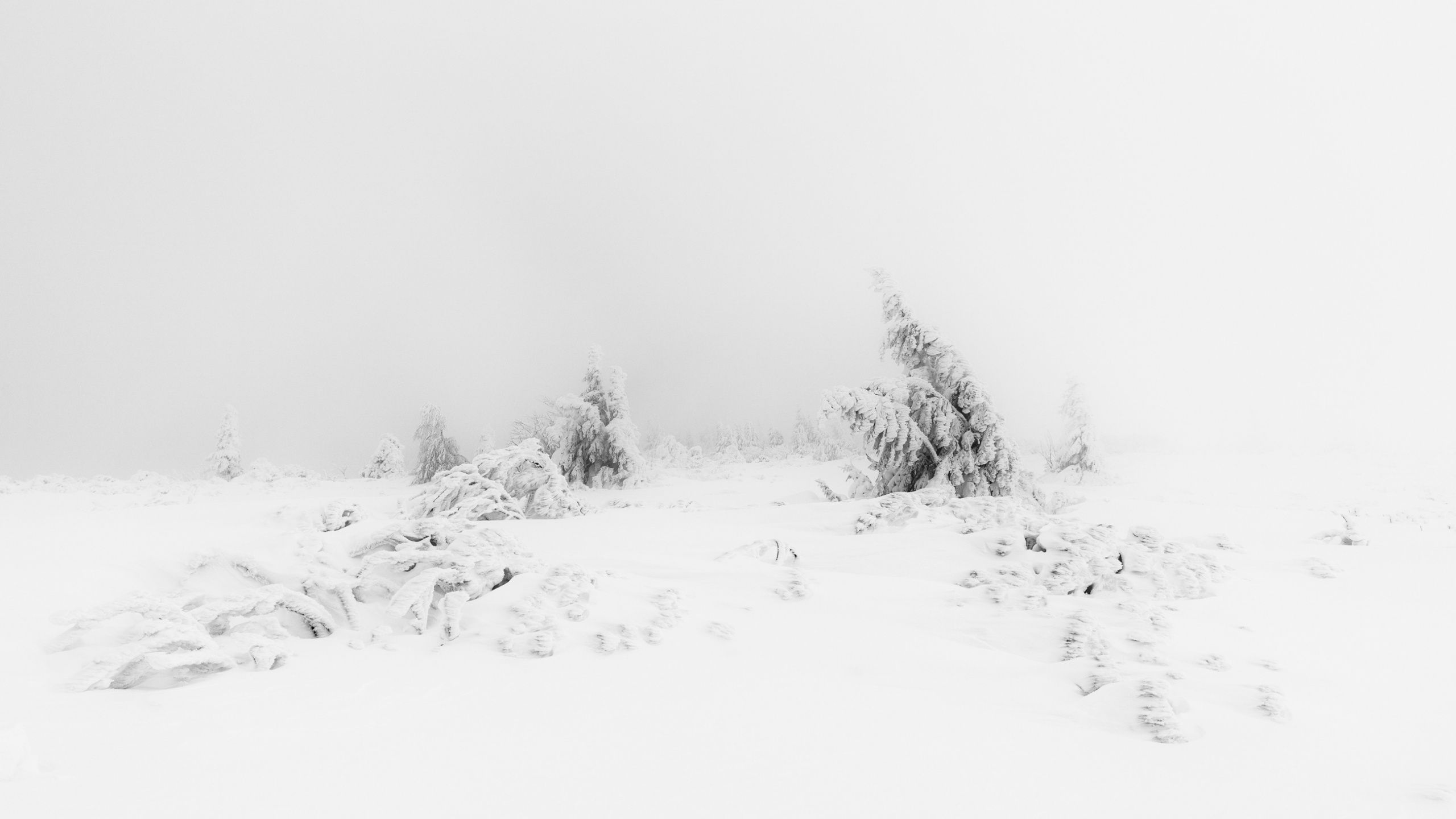 Schneelandschaft, Verschneite Bäume, Nebel, Winter, Minimalistisch, 2K, Laptop-Hintergrundbild
