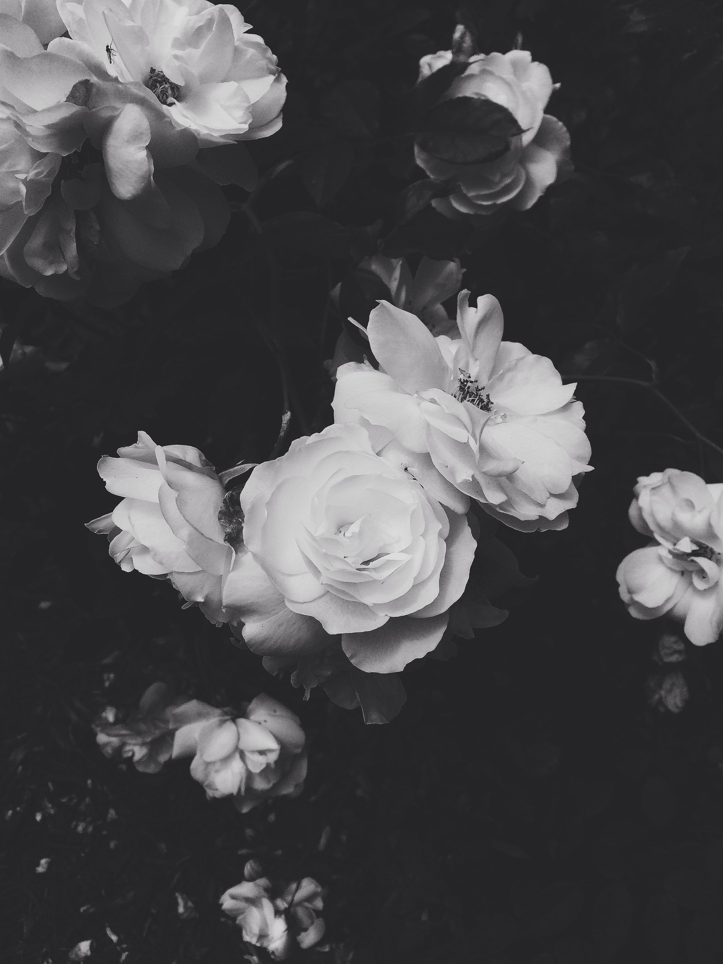 Weiße Rosen, Blumen, Schwarz-Weiß, Dunkel, QHD+, Hintergrundbild fürs Tablet