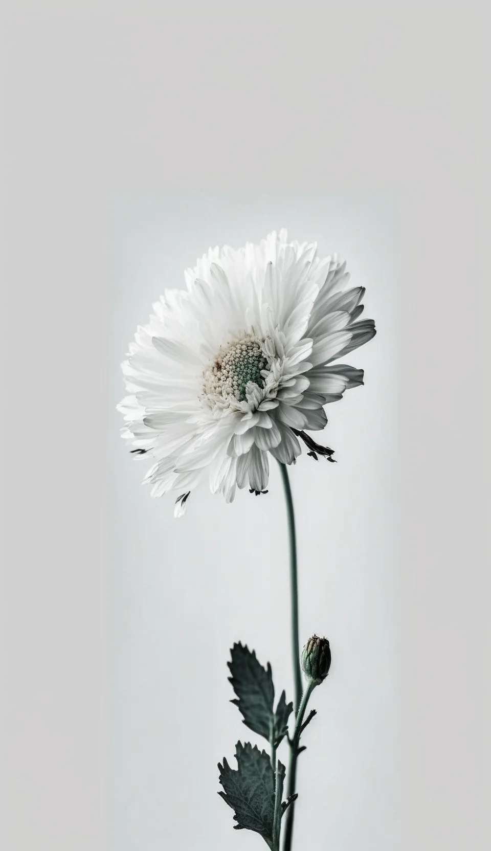 Chrysantheme, Einzelne Blume, Minimalistisch, Hellgrau, HD, Sperrbildschirm fürs iPhone