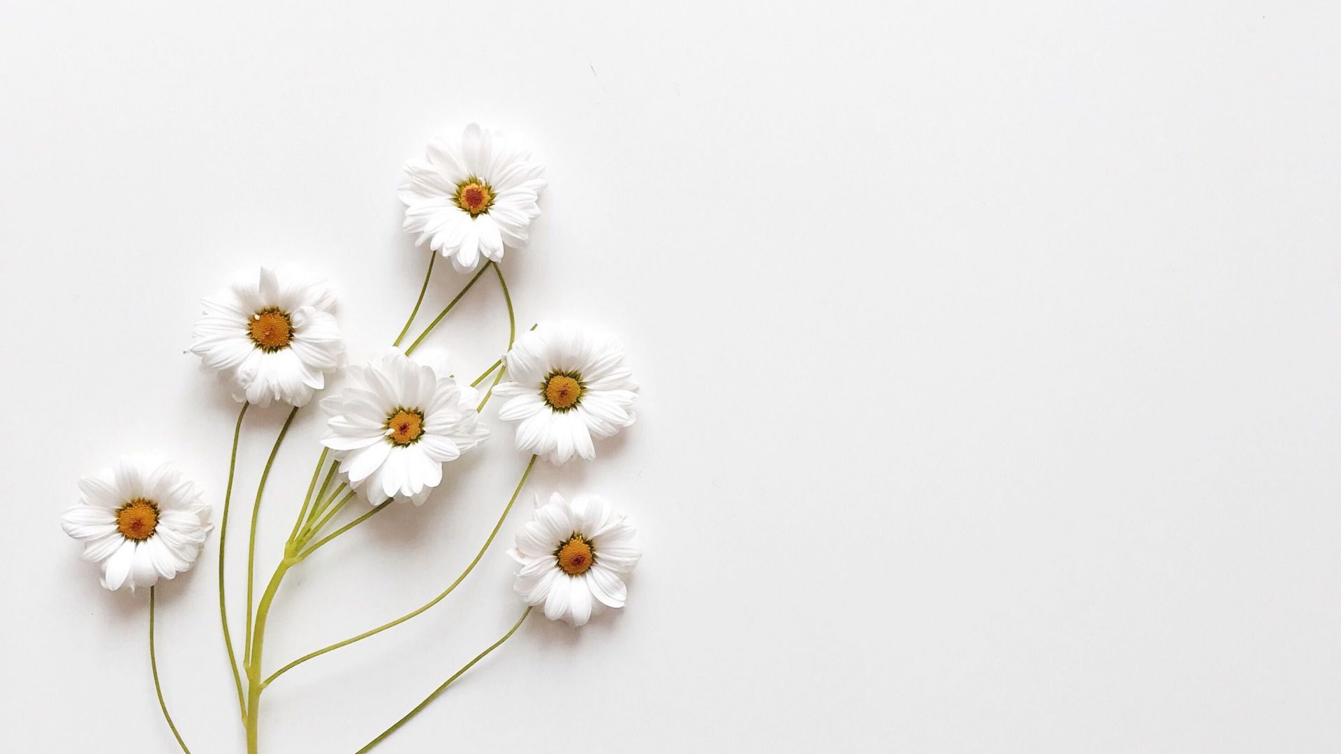 Gänseblümchen, Strauß, Minimalistisch, Weißer Hintergrund, Full HD Wallpaper