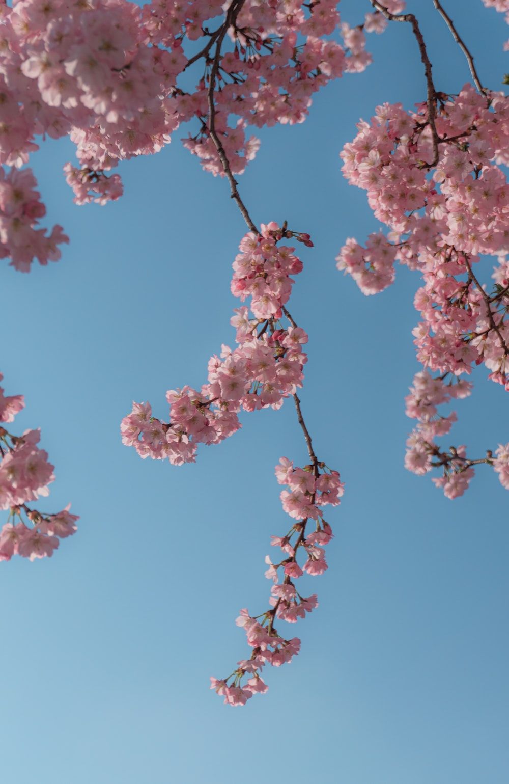 Kirschblüten, Zweige, Himmel, Rosa, Hellblau, Hochformat, HD, Handy-Hintergrund