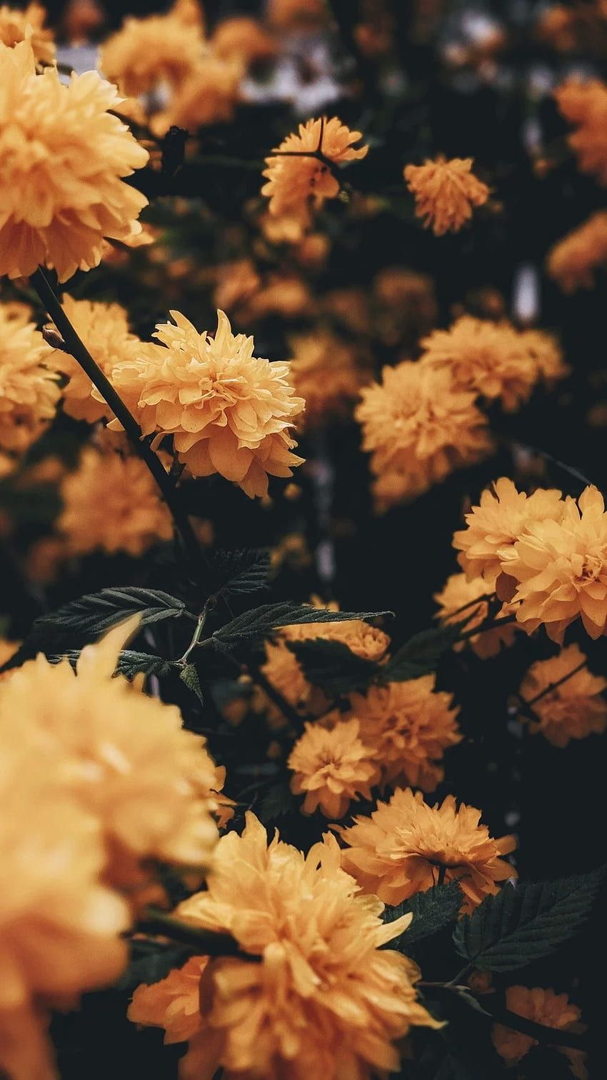 Ringelblumen, Studentenblumen, Gelb und Orange, Dunkle Stimmung, Blumengarten, Handy-Hintergrundbild