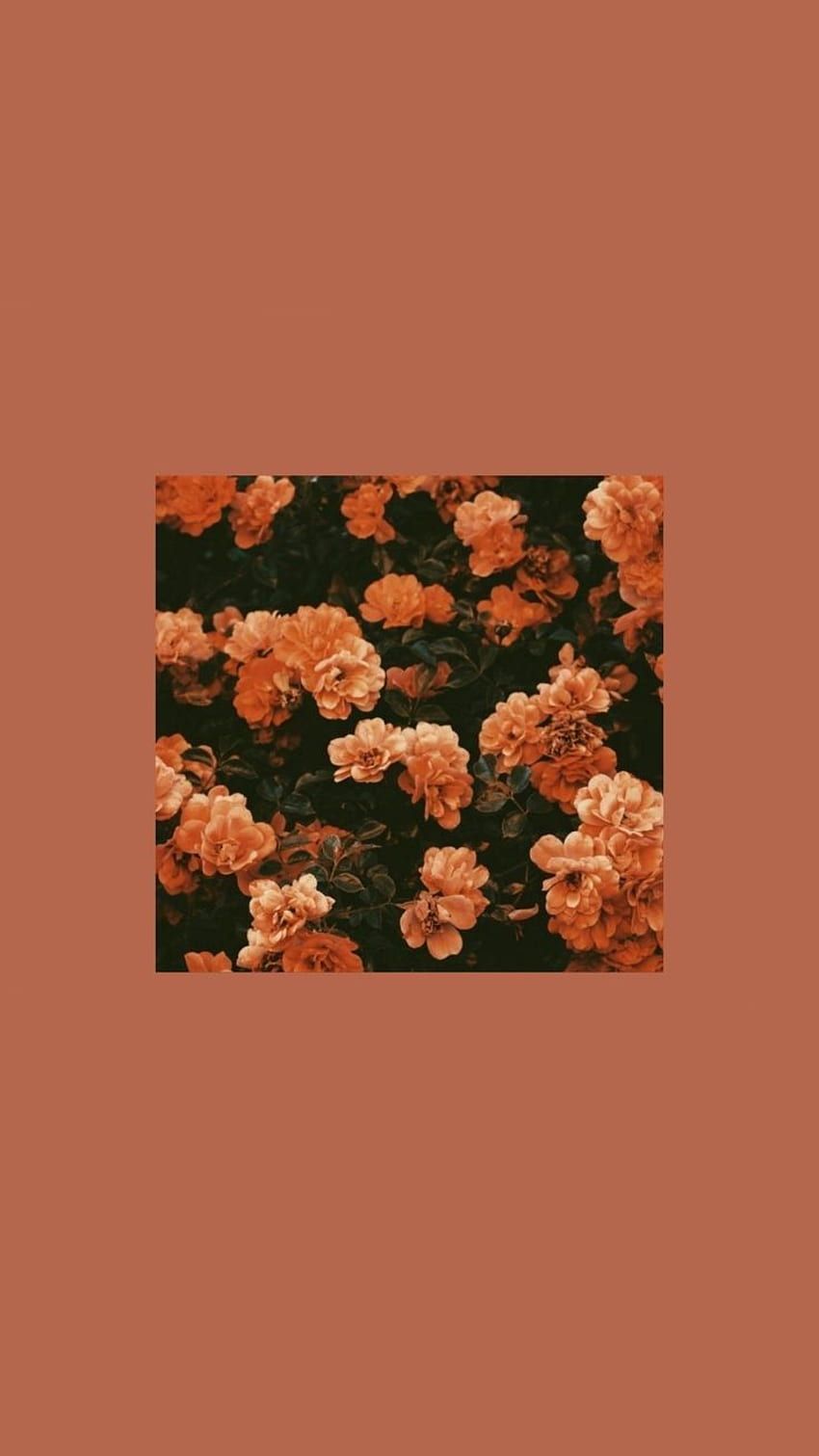 Blumen, Rosen, Terrakotta, Minimalistisch, HD, Sperrbildschirm fürs iPhone