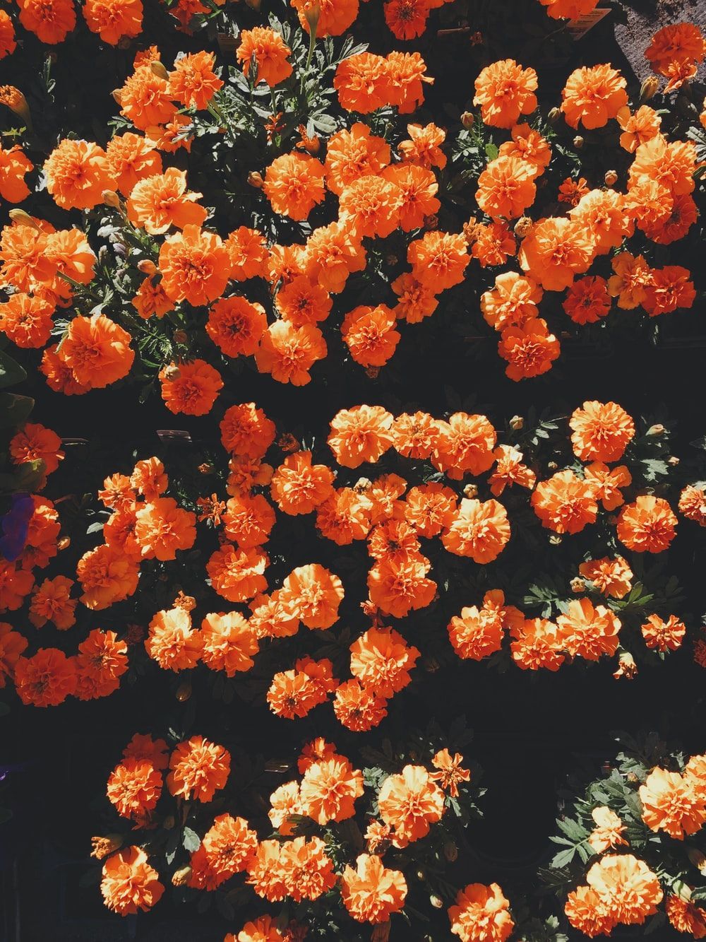 Rosen, Blumenmeer, Dunkler Hintergrund, Orange, HD Wallpaper