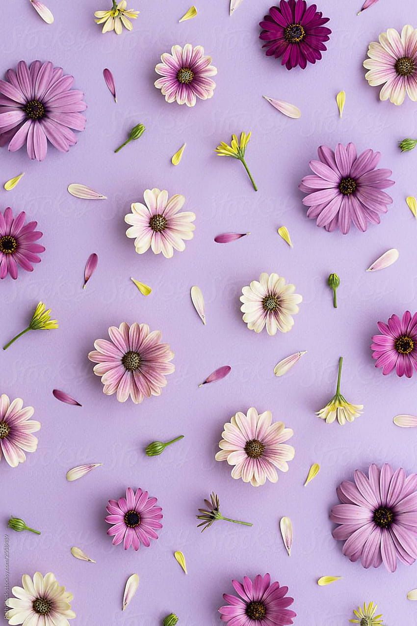 Gerbera, Blumen, Lila Hintergrund, Flatlay, Blüten, HD, Sperrbildschirm fürs iPhone