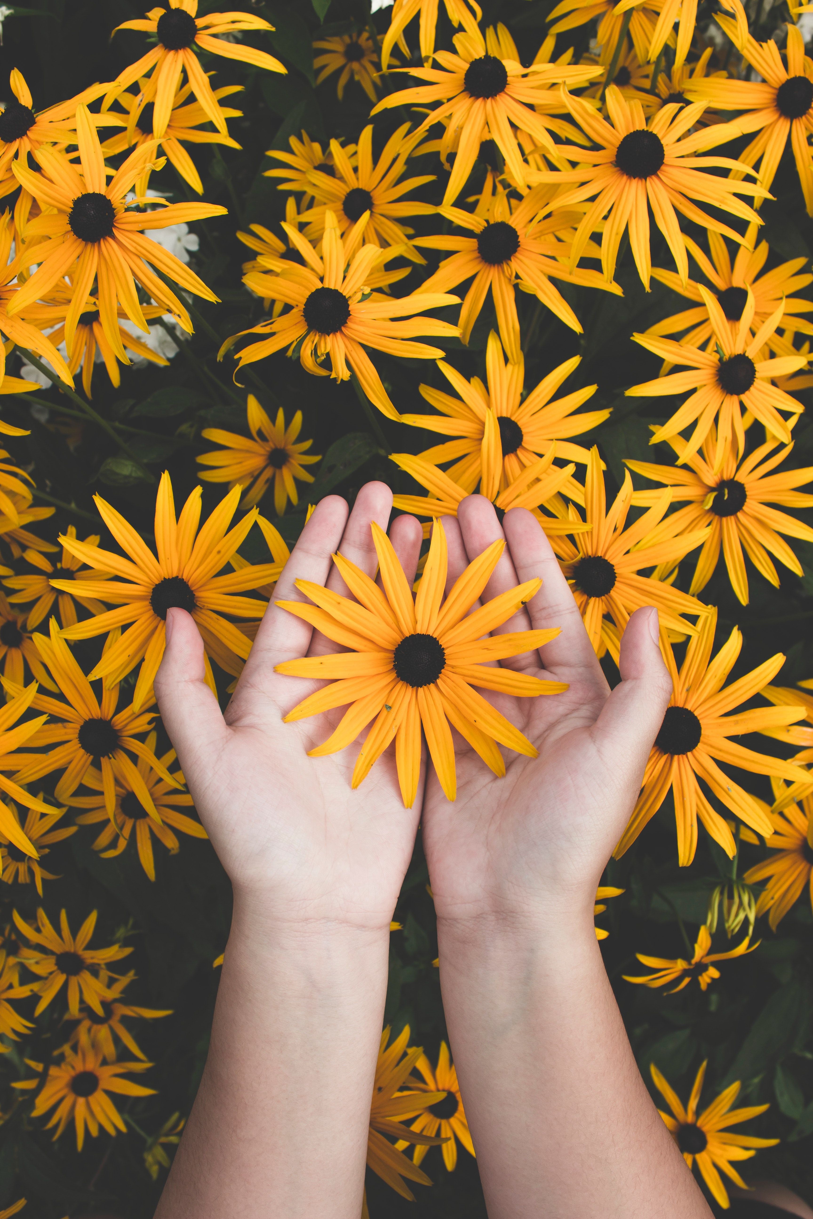 Hände, Gelbe Blumen, Rudbeckia, Blüten, Sommer, QHD+, Handy-Hintergrund im Hochformat