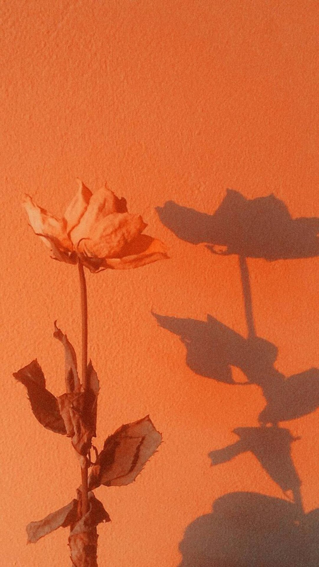 Blume, Schatten, Orangefarbener Hintergrund, Minimalistisch, Sperrbildschirm fürs iPhone