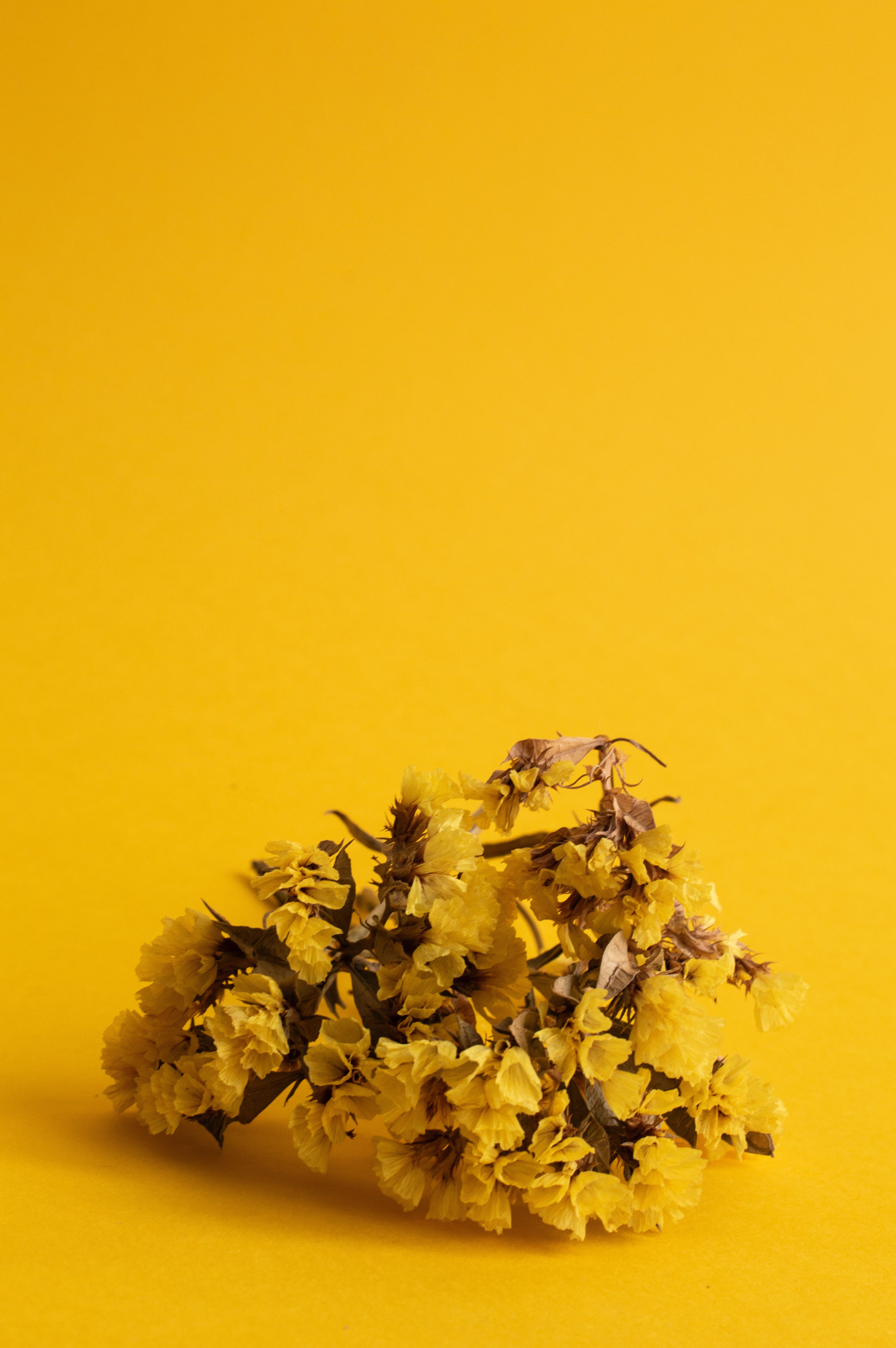 Getrocknete Blumen, Gelber Hintergrund, Minimalistisch, Stillleben, Sperrbildschirm fürs iPhone