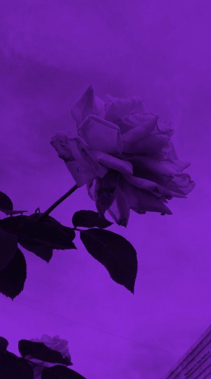 Rose, Dunkellila, Silhouette, Blume, Monochrom, Hintergrundbild für iPhone und Android