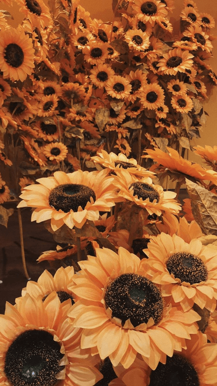 Sonnenblumen, Blumenmeer, Herbst, Warme Töne, Hintergrundbild für iPhone und Android