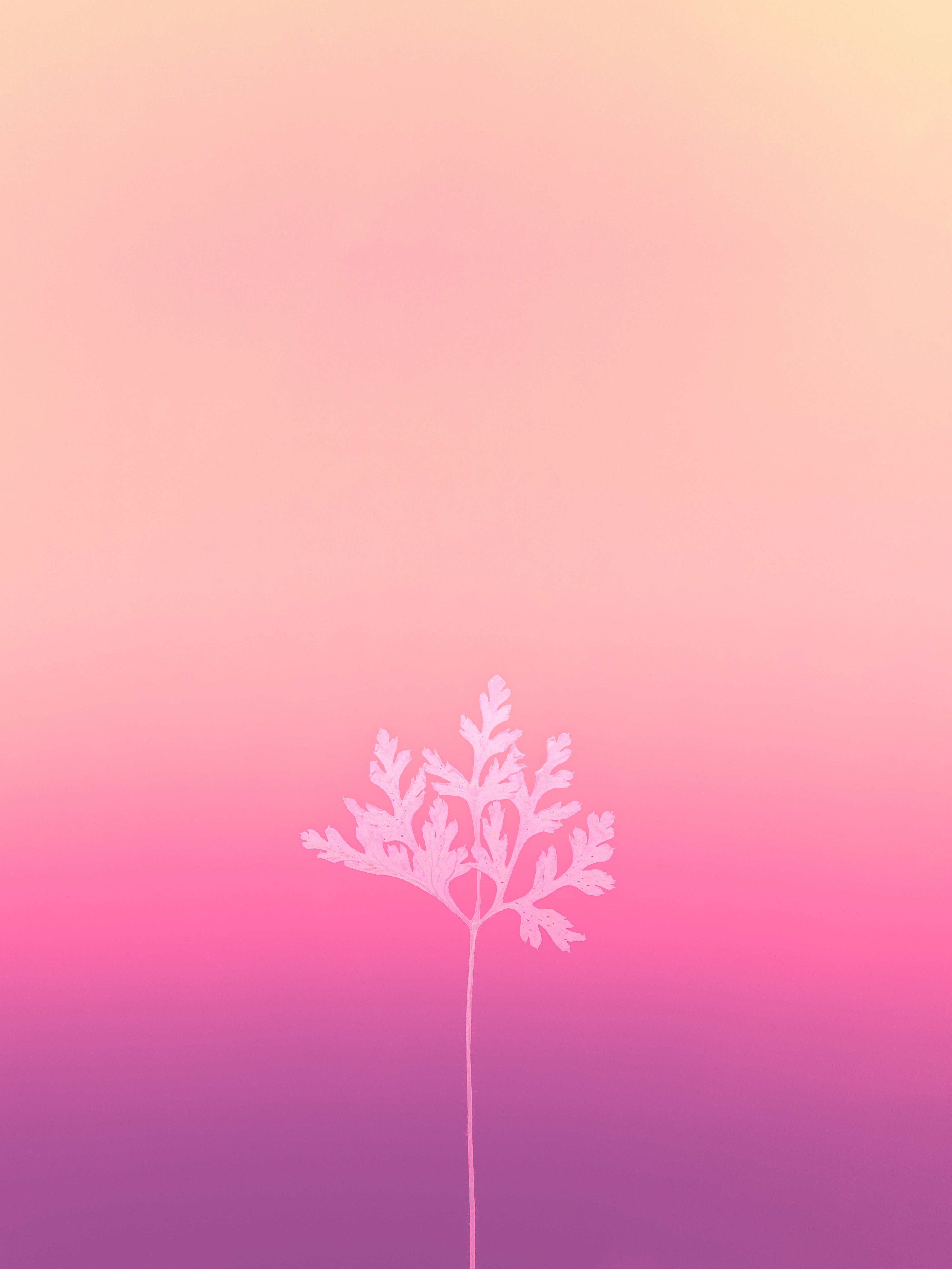 Farbverlauf, Pflanze, Pink, Lila, Minimalismus, QHD+, Hintergrundbild fürs Tablet