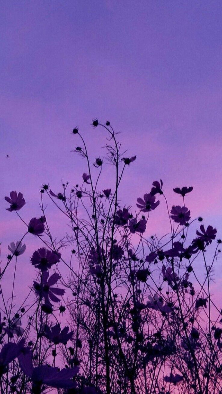 Wildblumen, Silhouetten, Lila Himmel, Dämmerung, Natur, HD, Hintergrundbild fürs Handy