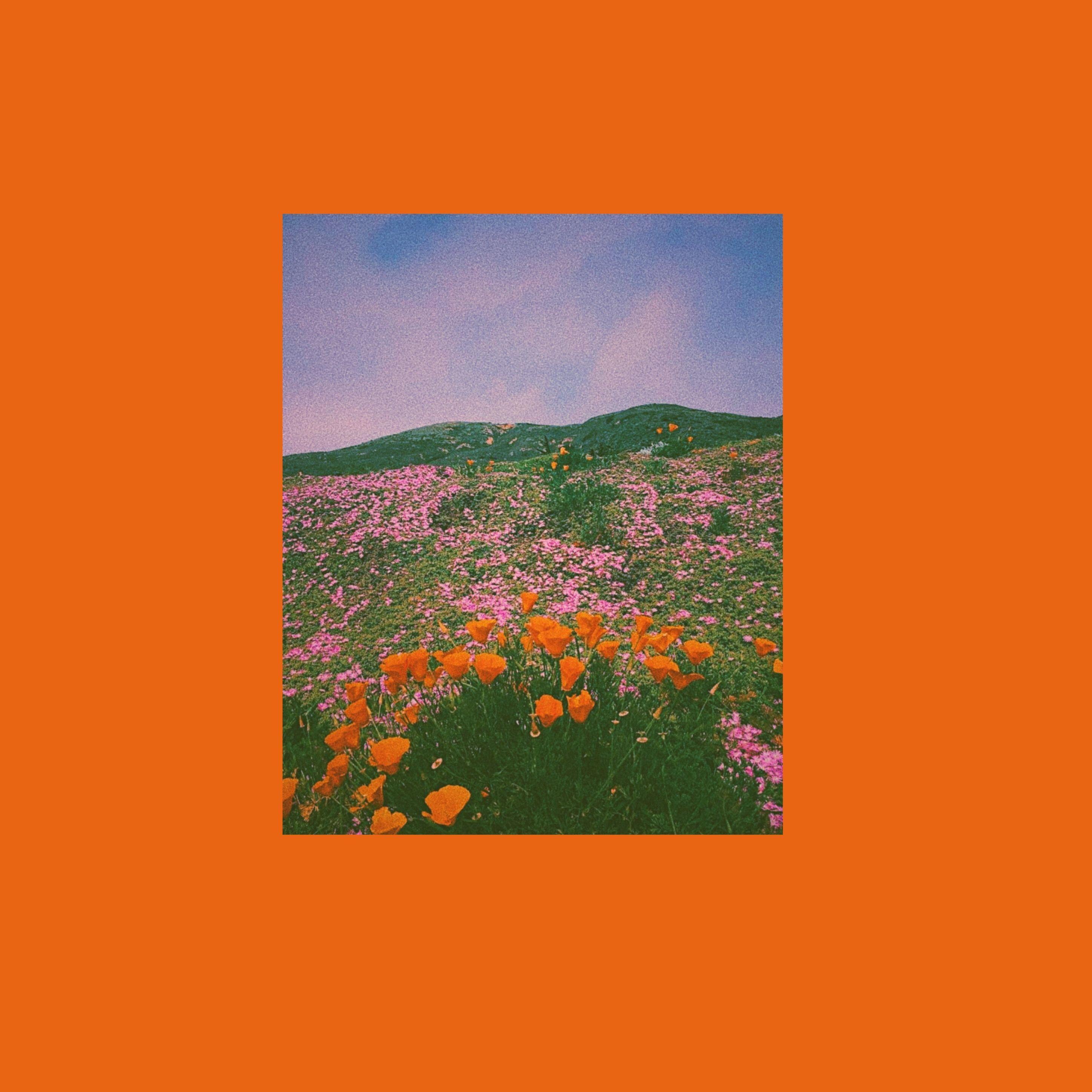 Blumenwiese, Hügel, Bildrahmen, Orangefarbener Hintergrund, 2K Wallpaper