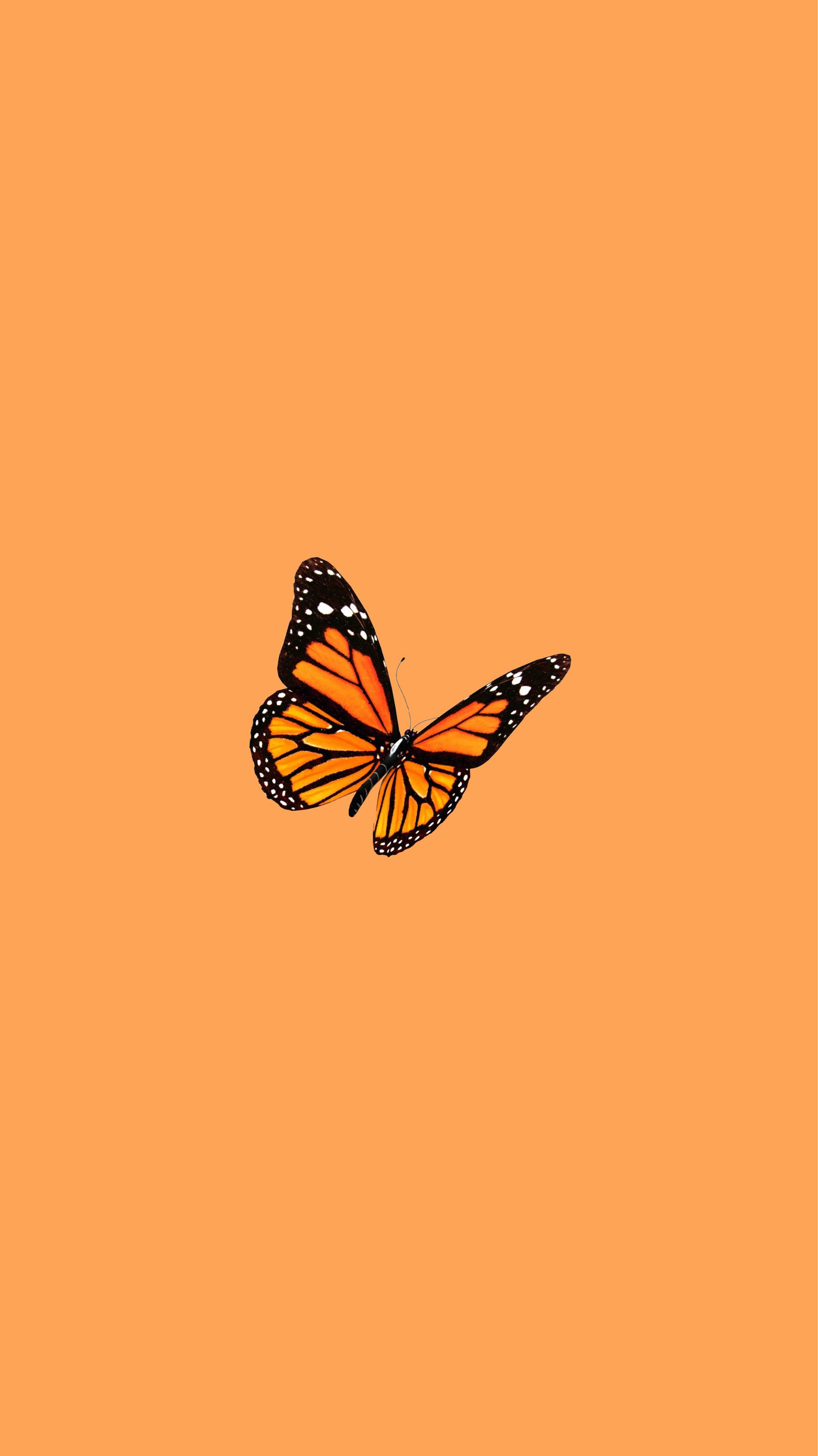 Schmetterling, Minimalistisch, Pfirsichfarben, QHD+, Hintergrundbild fürs Handy
