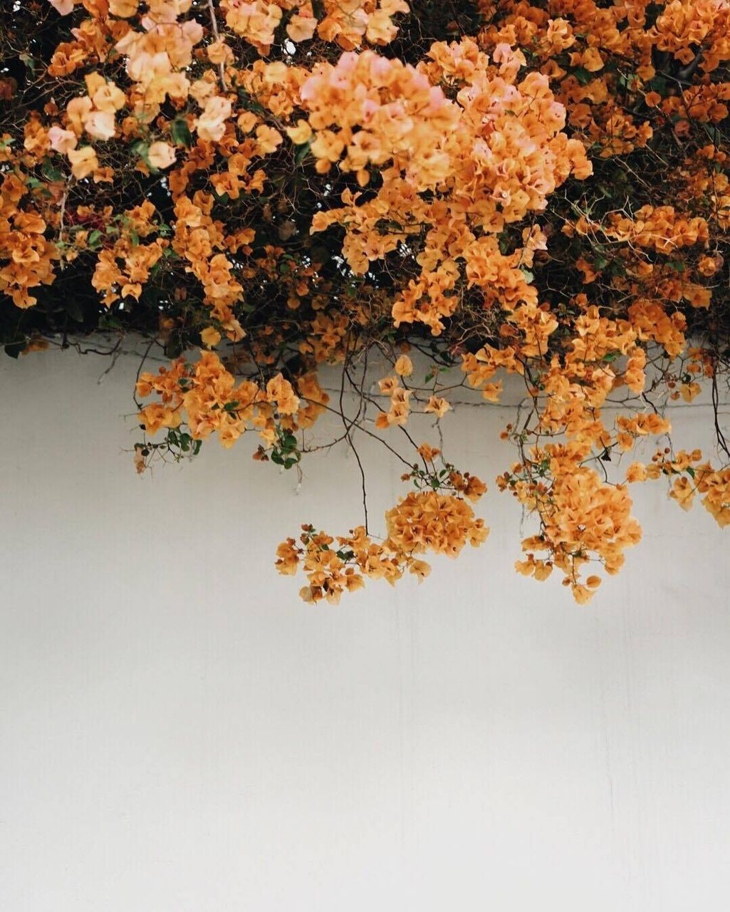 Bougainvillea, Blüten, Weiße Wand, Orange, Hintergrundbild für iPad und Tablet