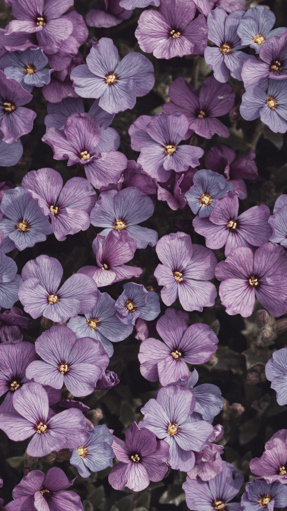 Veilchen, Lila Blüten, Blumen, Natur, Nahaufnahme, HD, Hintergrundbild fürs Handy