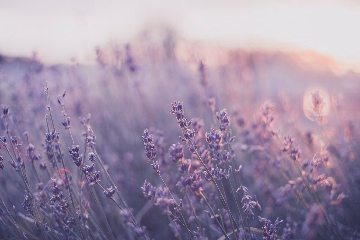 Lavendelfeld, Lavendel, Unschärfe, Abendlicht, Natur, Hintergrundbild