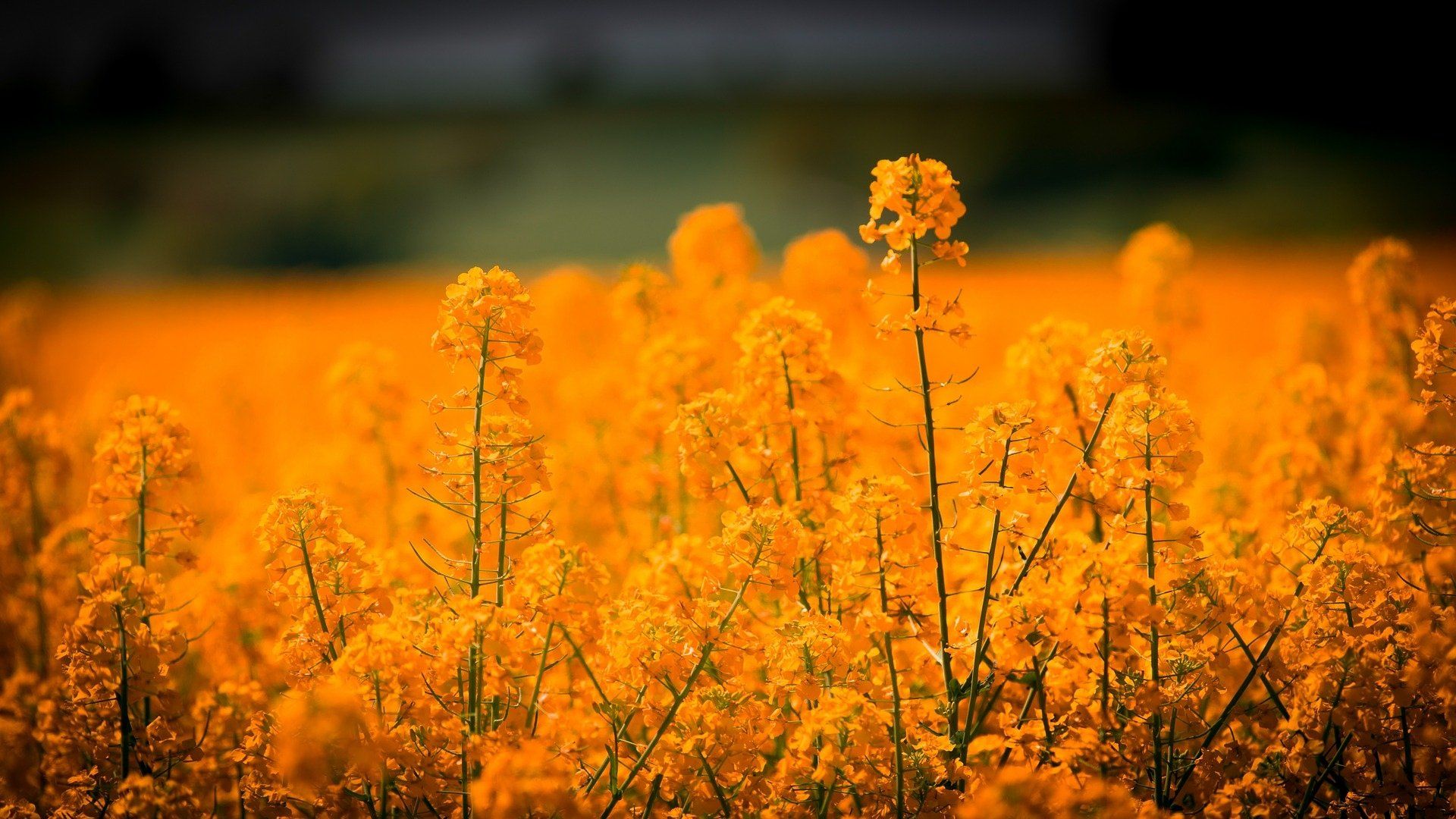 Rapsfeld, Blumen, Unschärfe, Gelb-Orange, Natur, Full HD, Desktop-Hintergrund für Windows