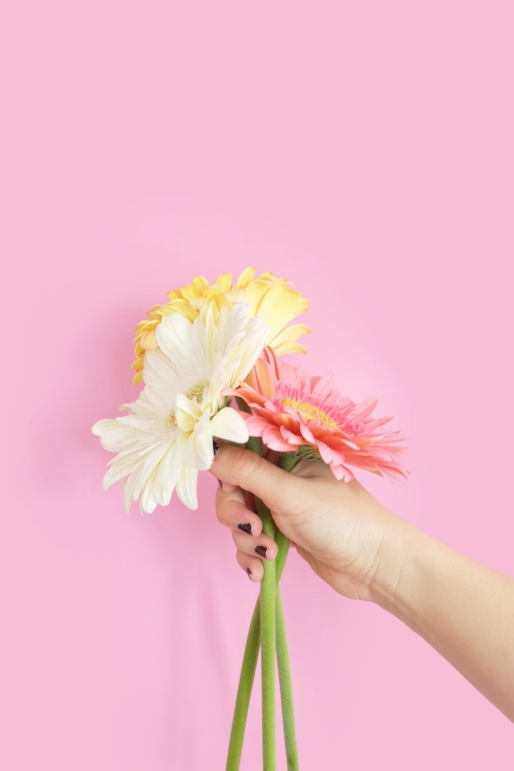 Gerbera, Blumenstrauß, Hand, Rosa Hintergrund, Minimalistisch, Sperrbildschirm fürs iPhone