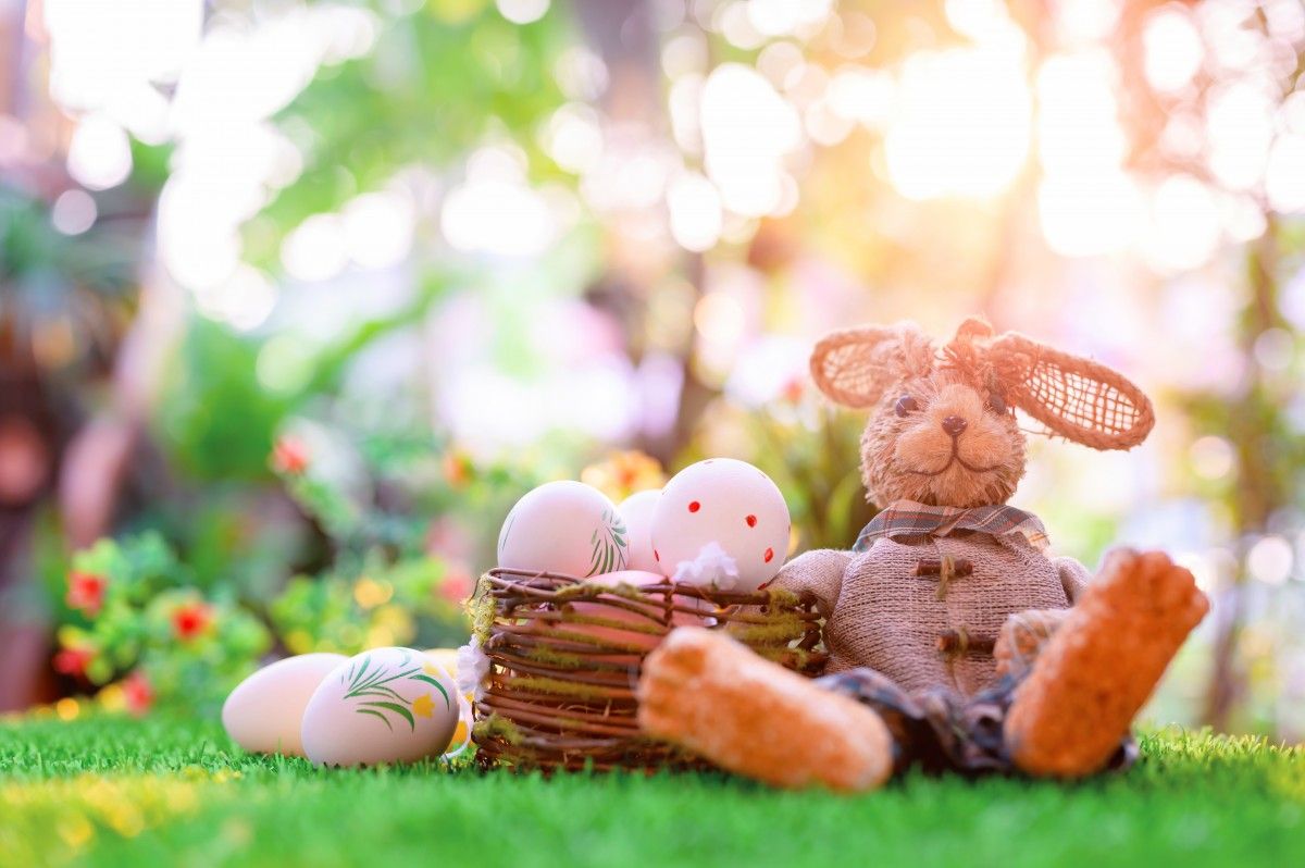 Plüschhase, Osterkorb, Garten, Bokeh, Frühling, Hintergrundbild