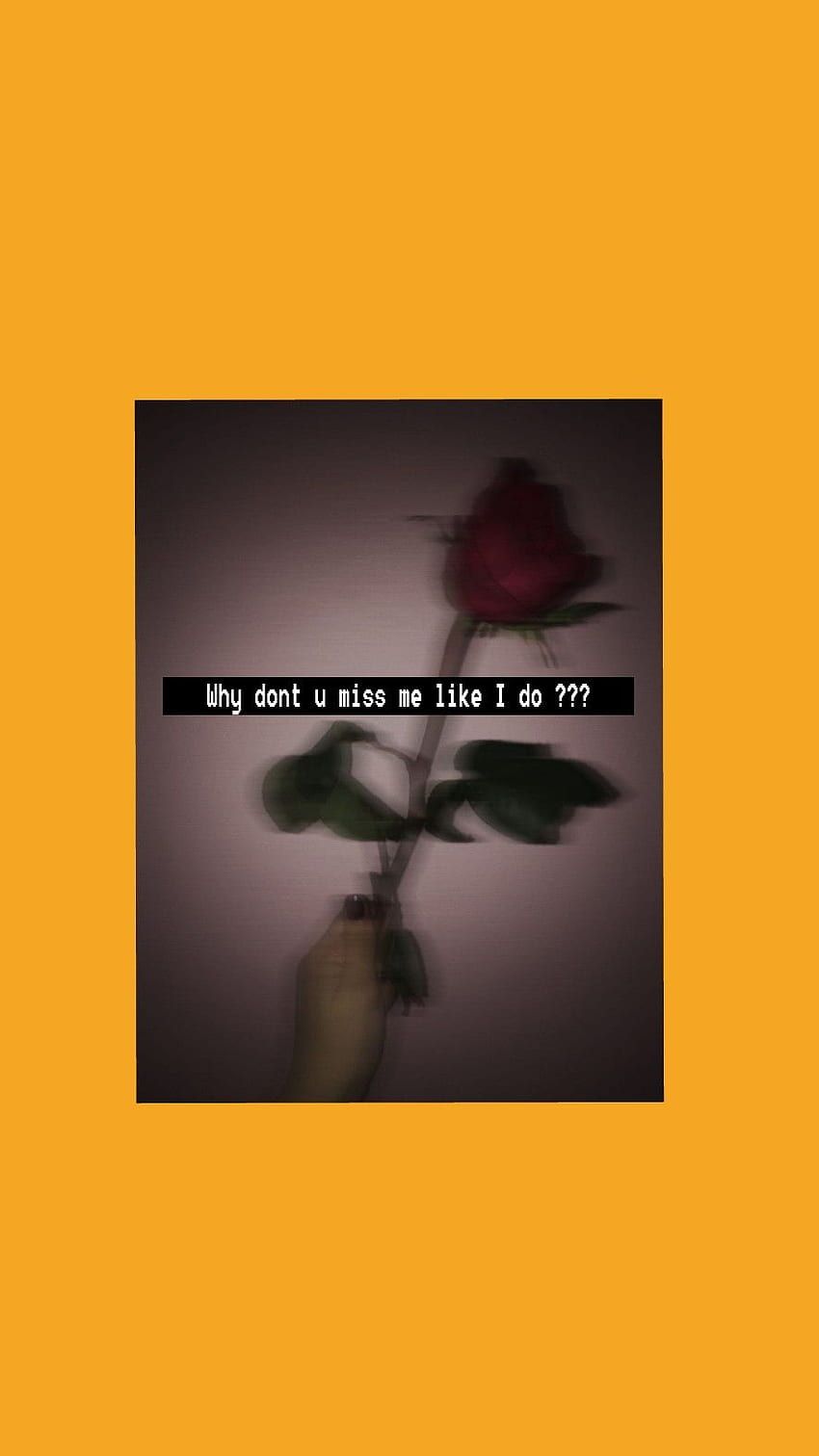Rose, Zitat, Orange, Dunkel, Polaroid, HD, Handy-Hintergrund im Hochformat