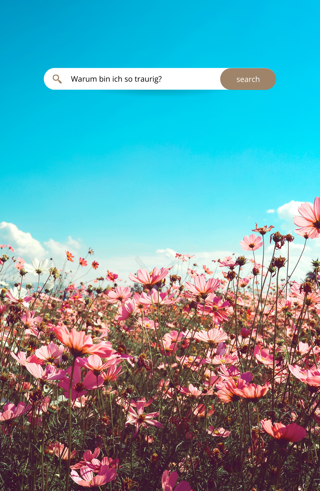Suchleiste, Kosmeen, Blumenwiese, Blauer Himmel, Rosa Blumen, HD, iPhone-Hintergrundbild
