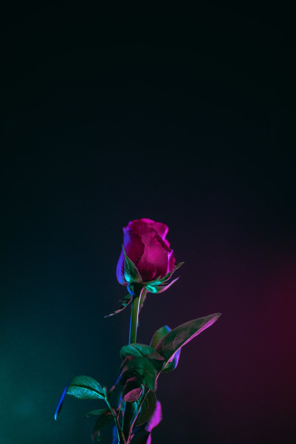 Rose, Neonlicht, Pink, Dunkel, Minimalismus, Hochformat, Hintergrundbild fürs Smartphone