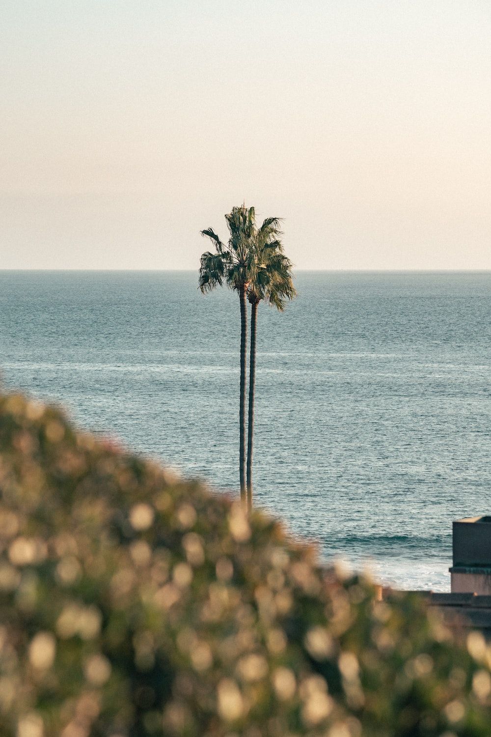 Palme, Meer, Küste, Horizont, Ruhe, HD, Handy-Hintergrund im Hochformat